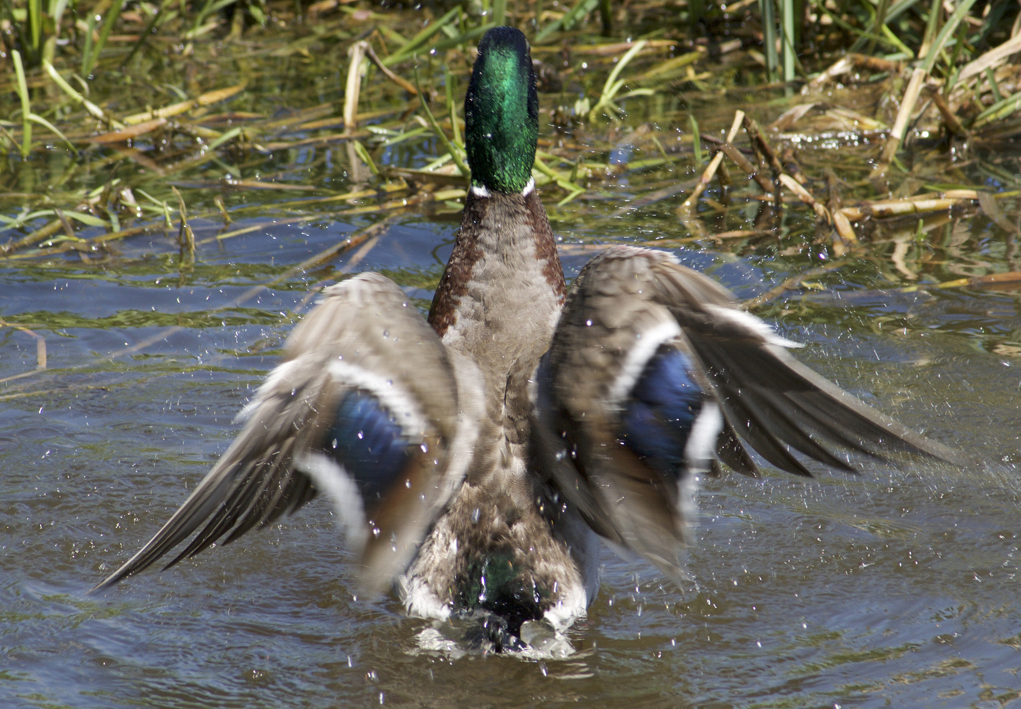 Canon EF 55-200mm F4.5-5.6 II USM sample photo. Duck off with that camera! photography