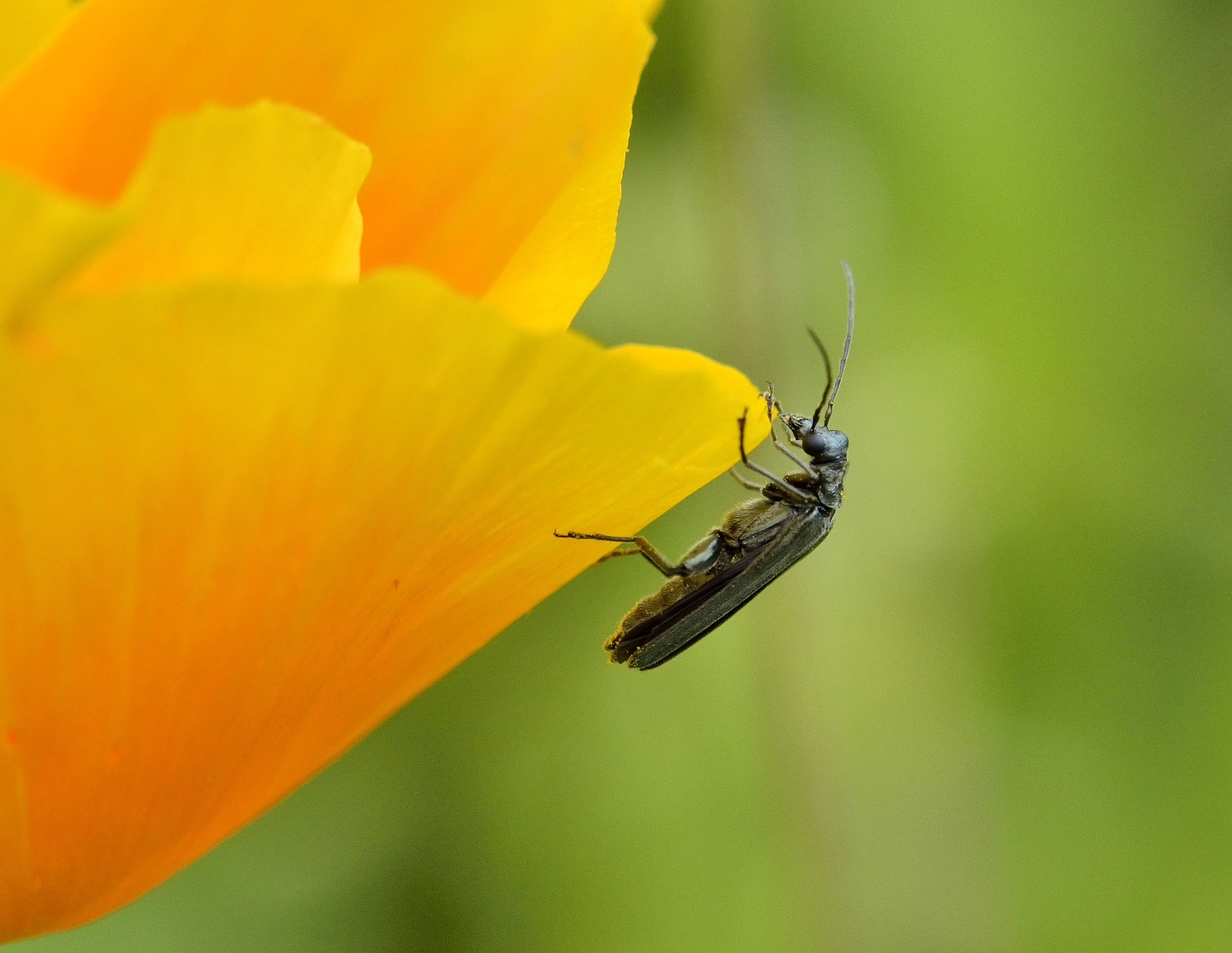 Nikon AF-S DX Micro-Nikkor 85mm F3.5G ED VR sample photo. Devers photography