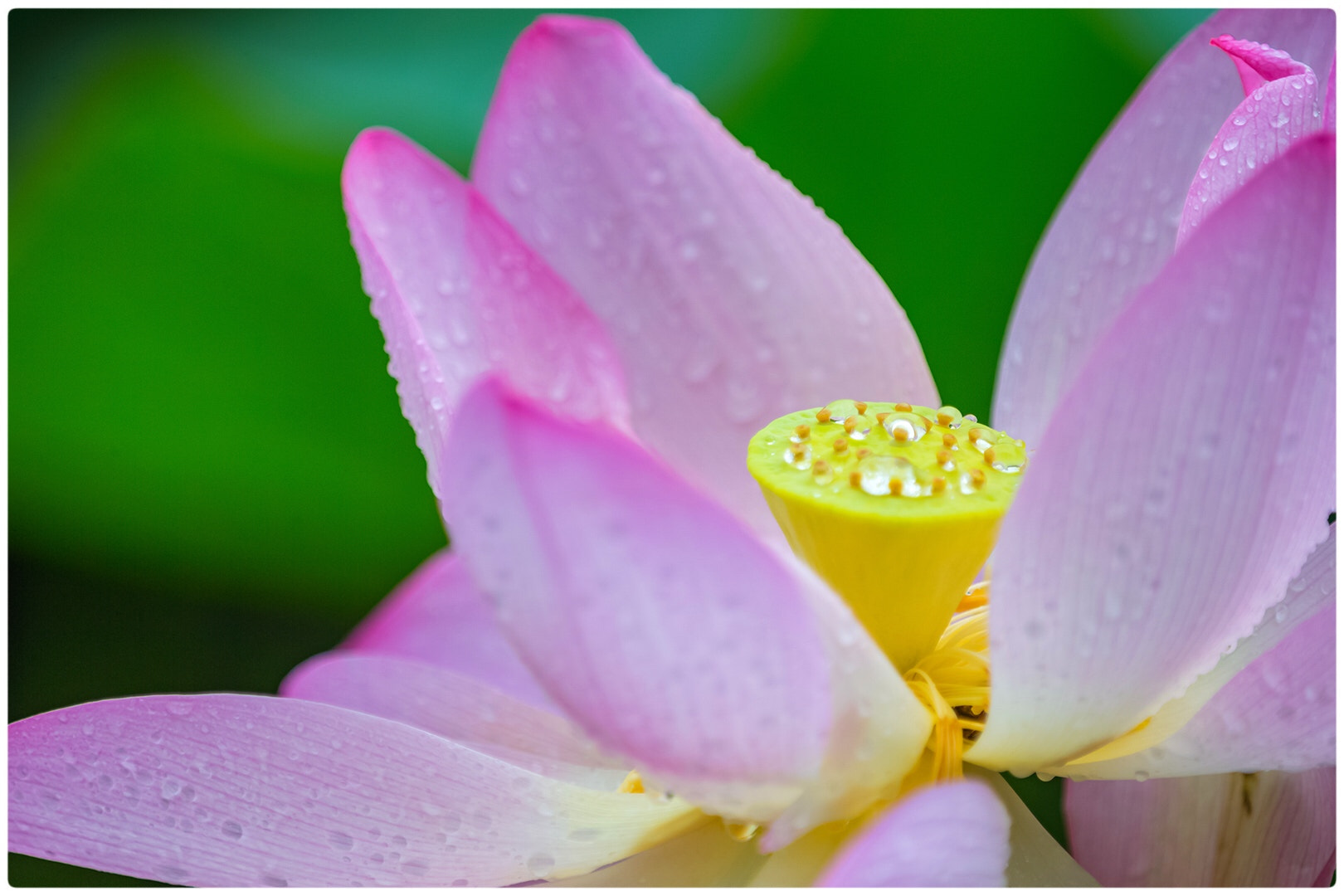 Canon EF 70-200mm F2.8L IS II USM sample photo. Lotus photography