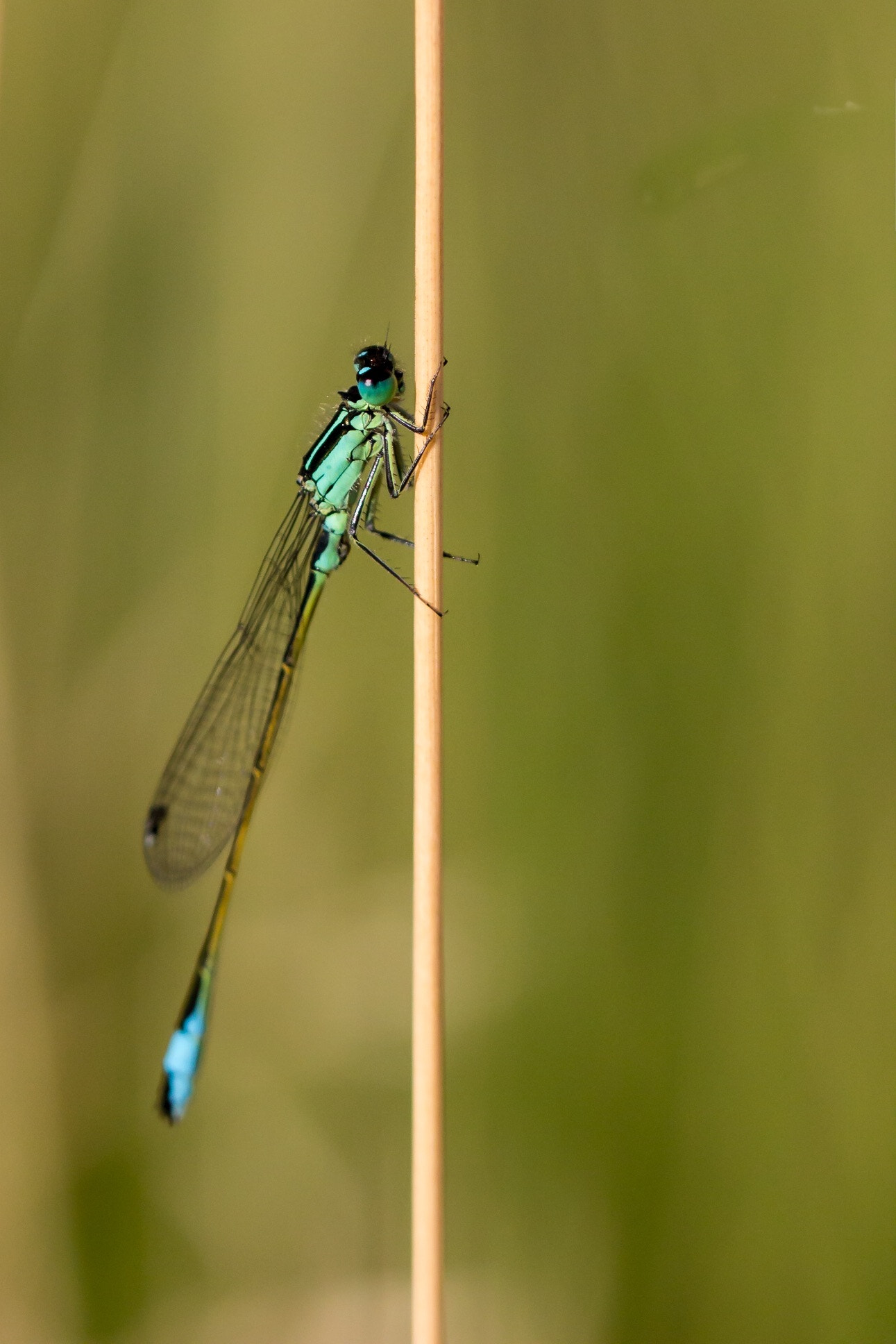 Canon EOS 60D + Tamron SP 90mm F2.8 Di VC USD 1:1 Macro (F004) sample photo. Dragonfly photography