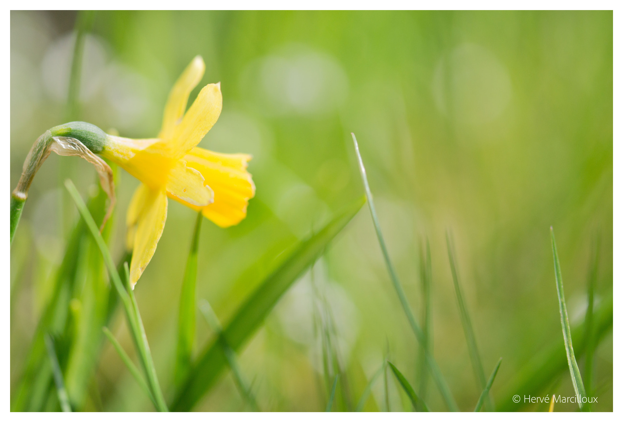 Sony SLT-A77 + 105mm F2.8 sample photo. Daffodil photography