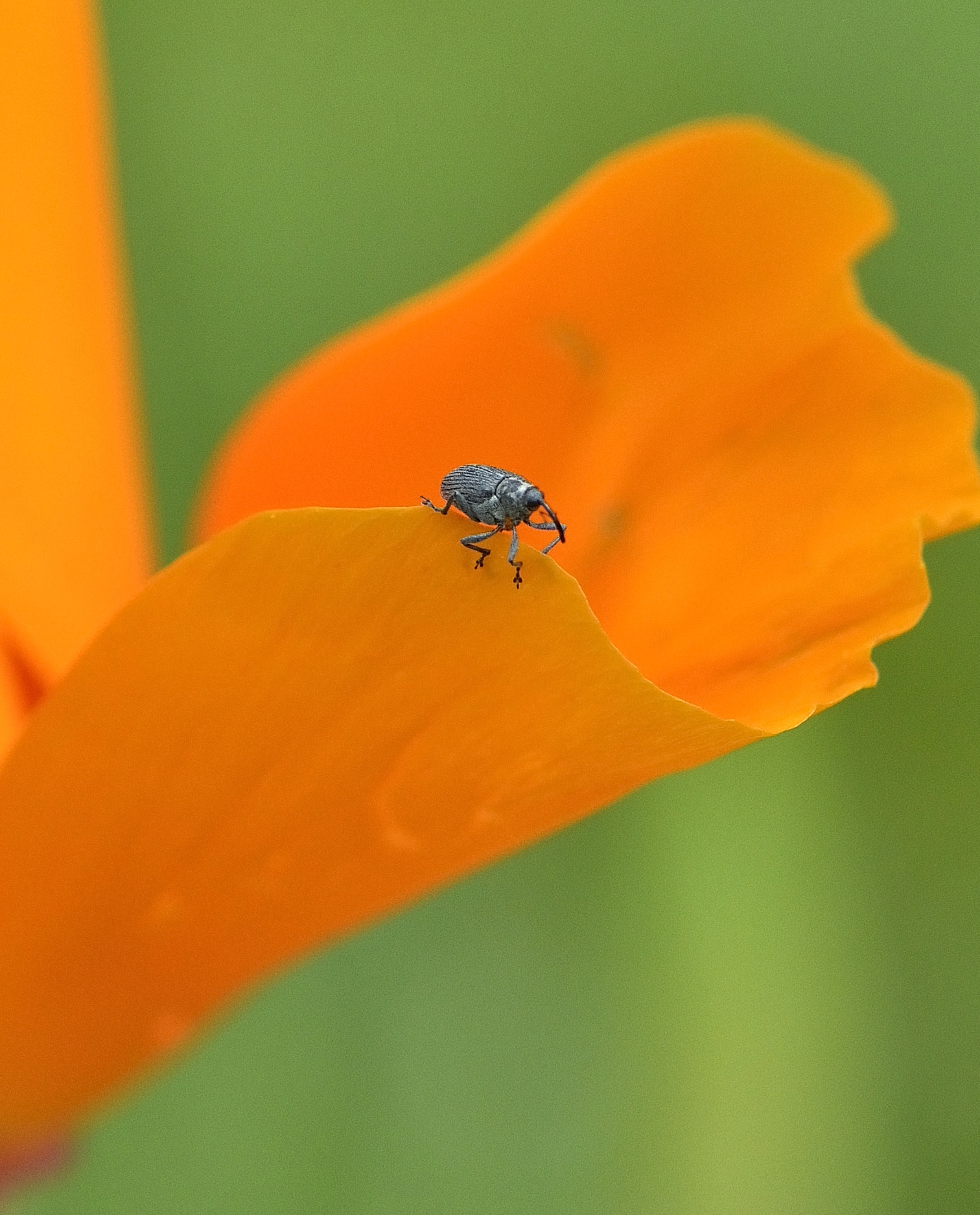 Nikon AF-S DX Micro-Nikkor 85mm F3.5G ED VR sample photo. Little strange on his way photography