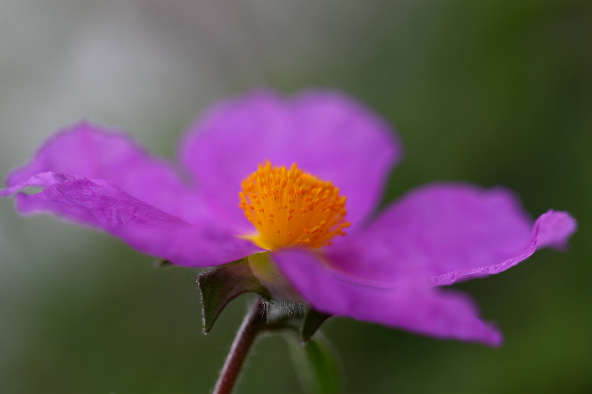 Canon EOS 500D (EOS Rebel T1i / EOS Kiss X3) + Canon EF 100mm F2.8L Macro IS USM sample photo. Purple dreams photography