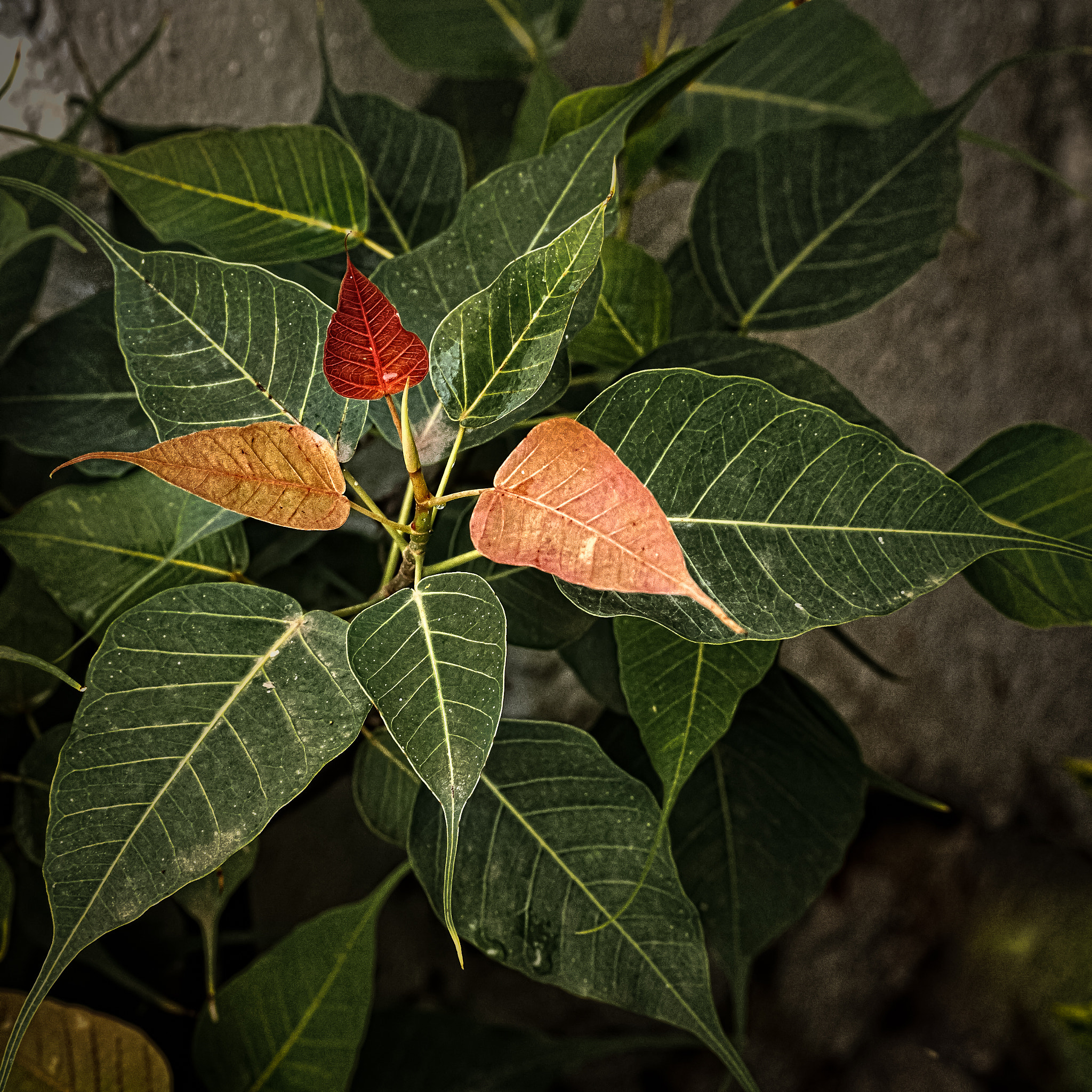 Nikon D40X sample photo. Tender leaves photography
