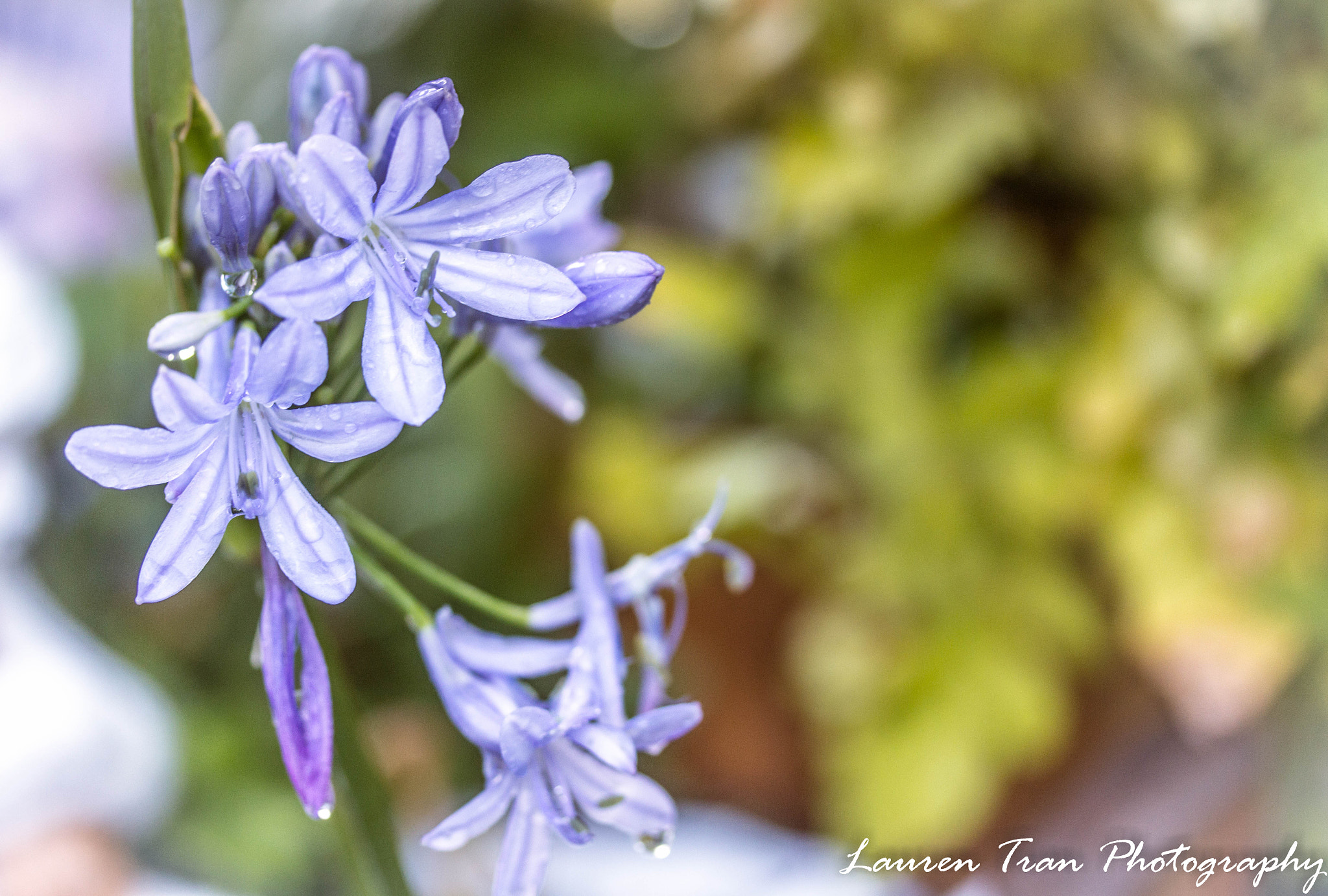 Canon EF-S 60mm F2.8 Macro USM sample photo. Lily of the nile 2 photography