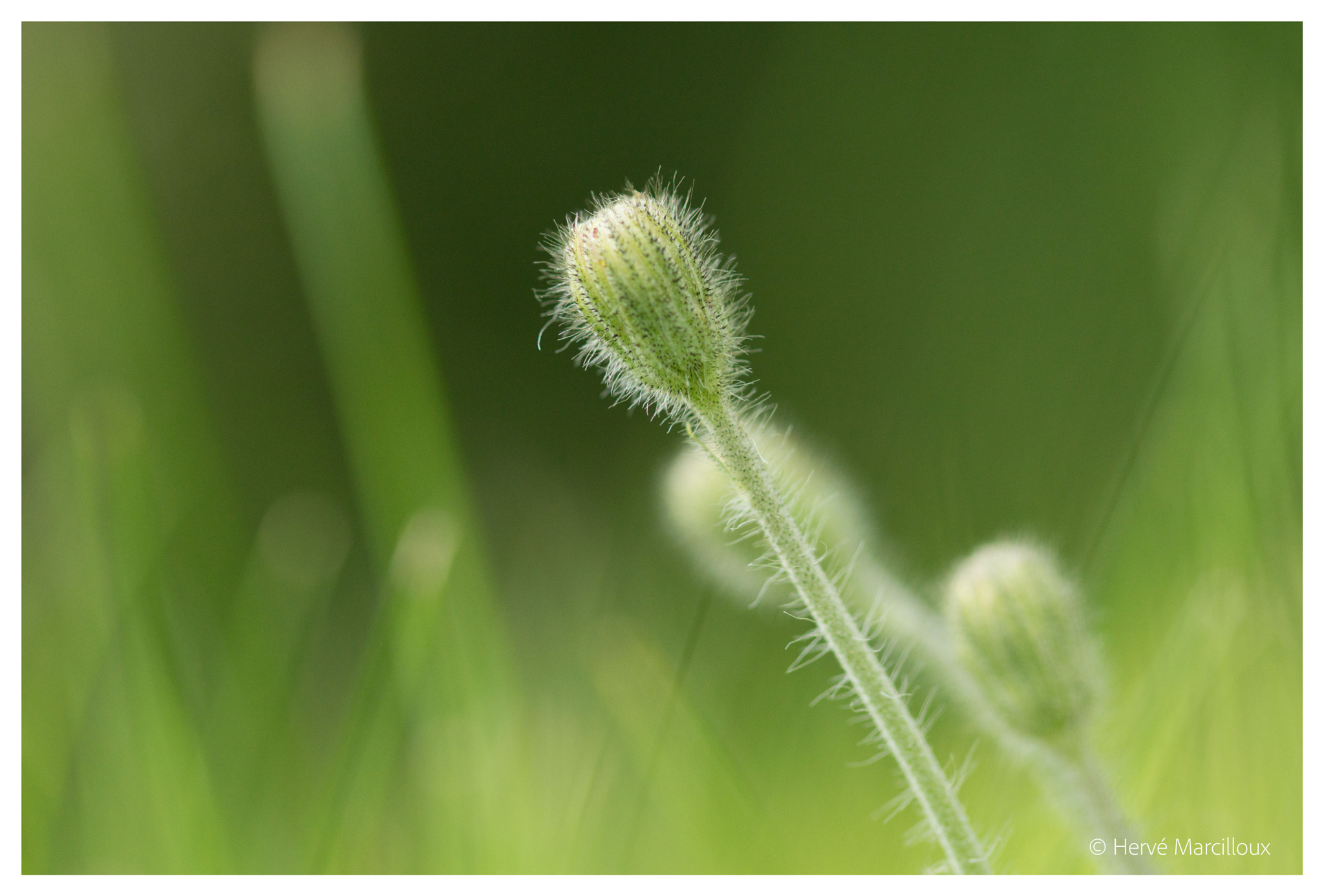 Sony SLT-A77 + 105mm F2.8 sample photo. Hairy photography