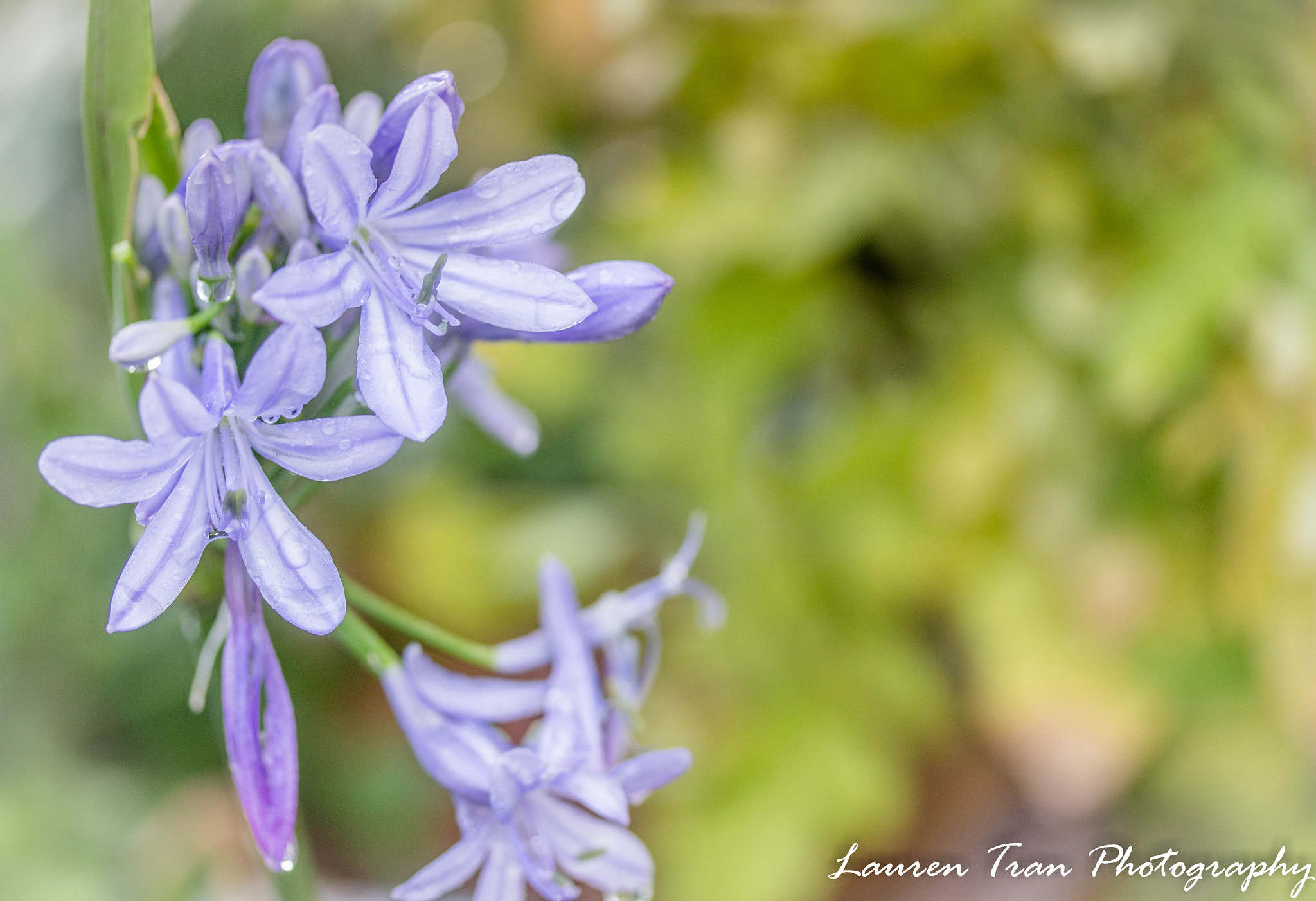 Canon EF-S 60mm F2.8 Macro USM sample photo. Lily of the nile 3 photography