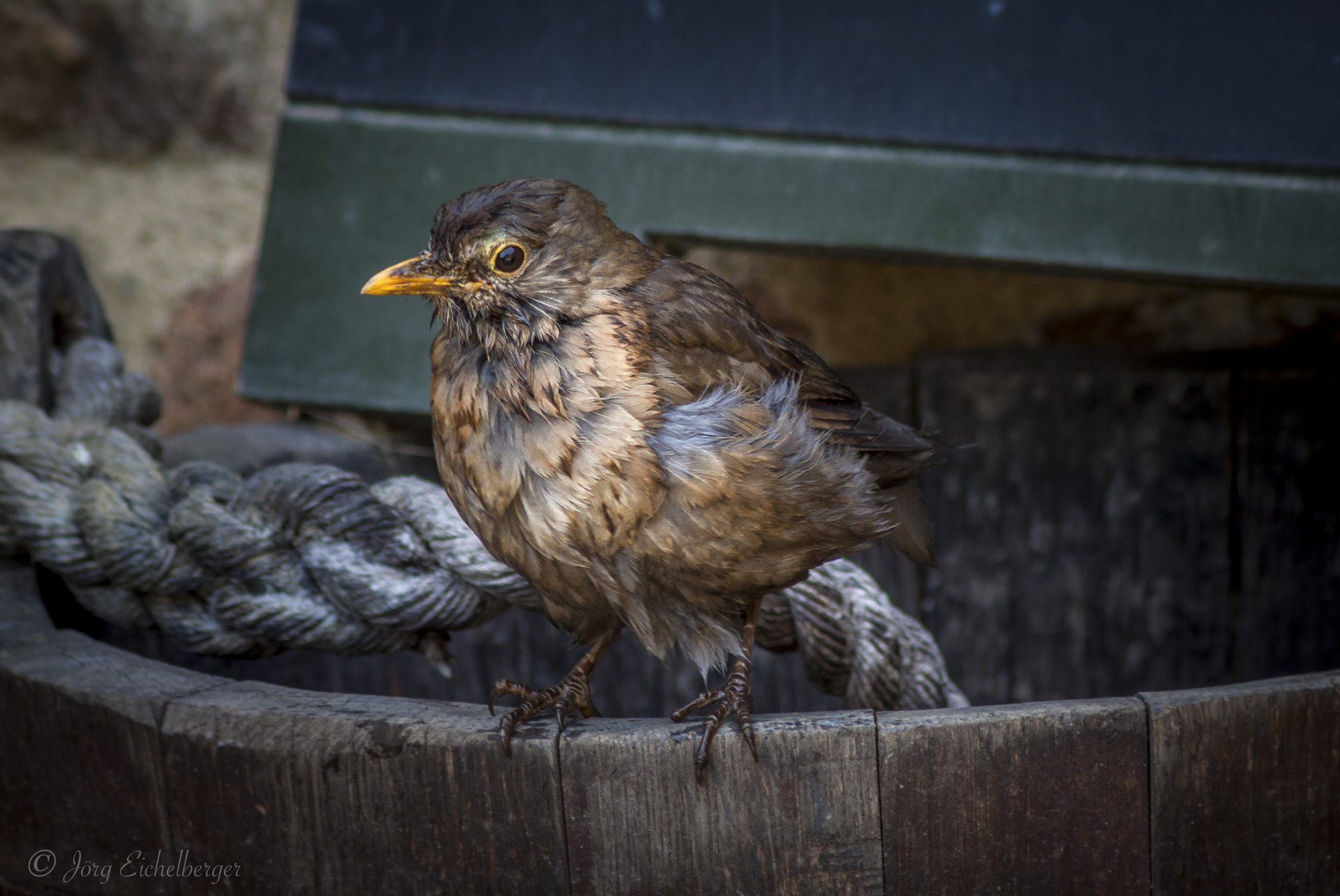 Canon EF 75-300mm F4.0-5.6 IS USM sample photo. Bird at mont orgeuil castle 1 photography