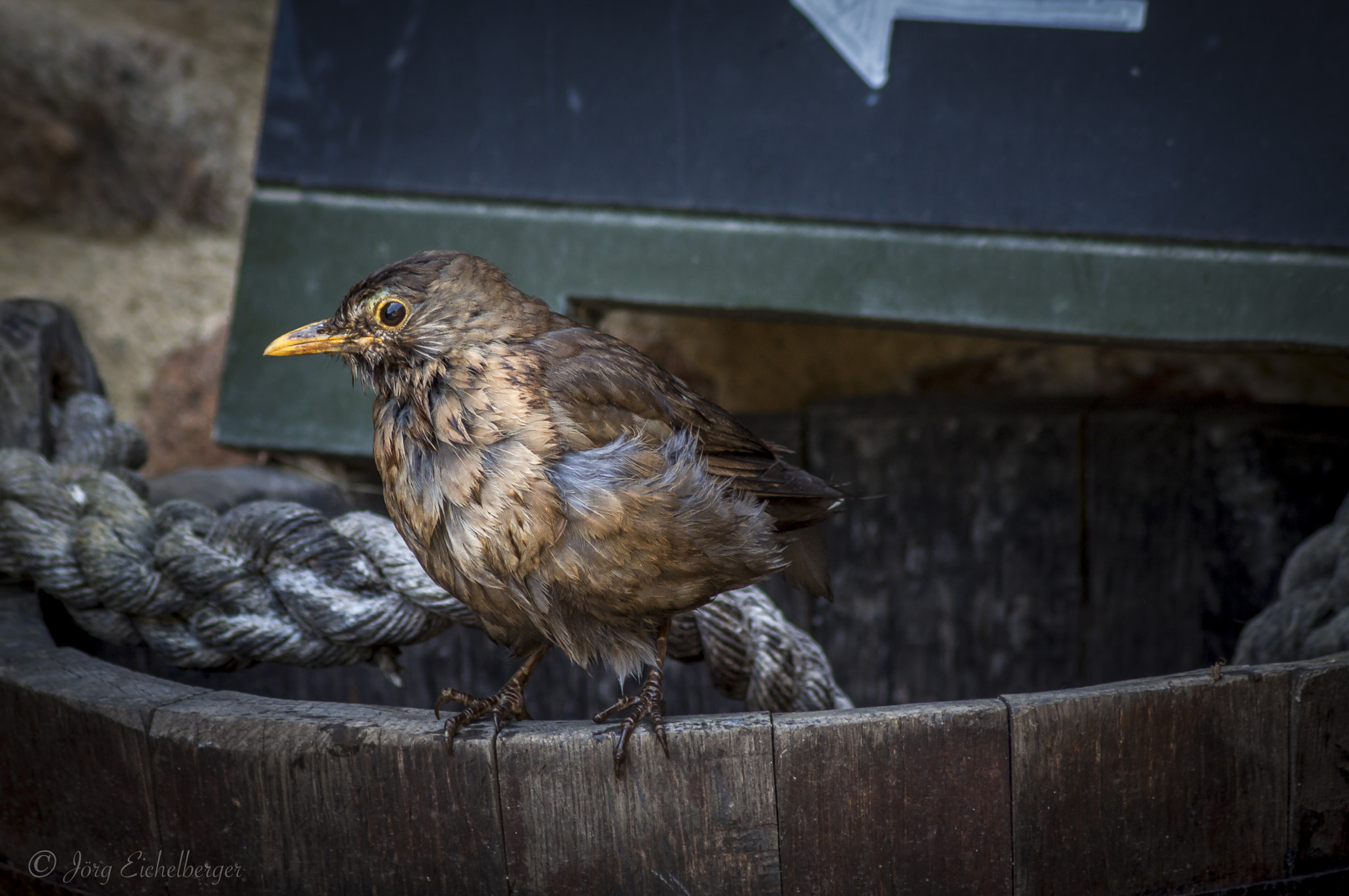 Canon EF 75-300mm F4.0-5.6 IS USM sample photo. Bird at mont orgeuil castle 2 photography