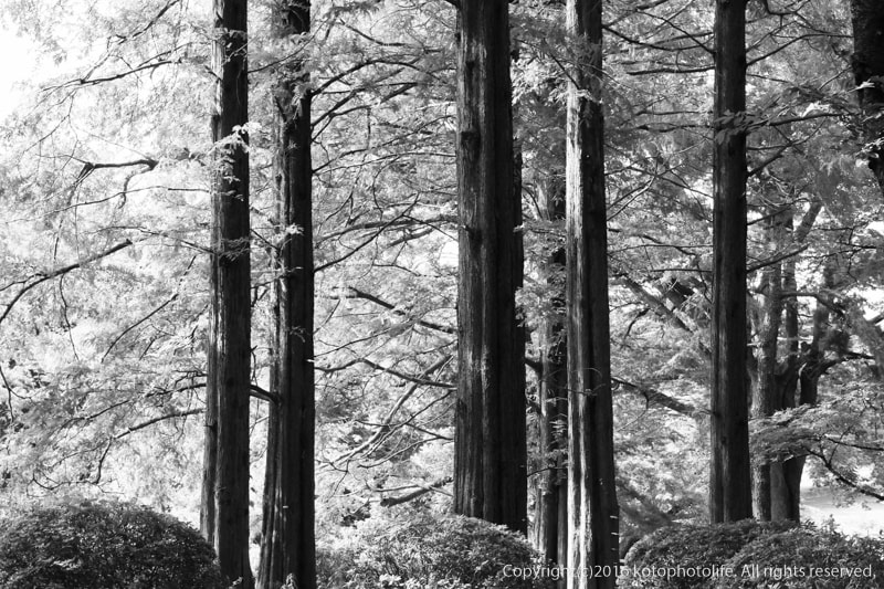 ZEISS Planar T* 50mm F1.4 sample photo. Light of the forest photography