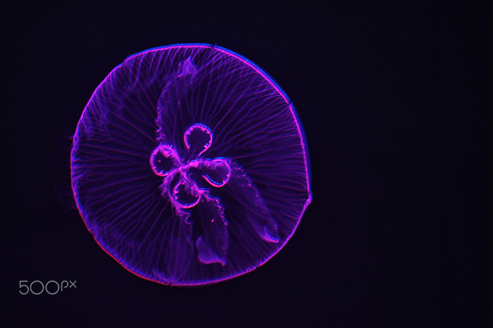 Nikon D3 sample photo. Jellyfish photography
