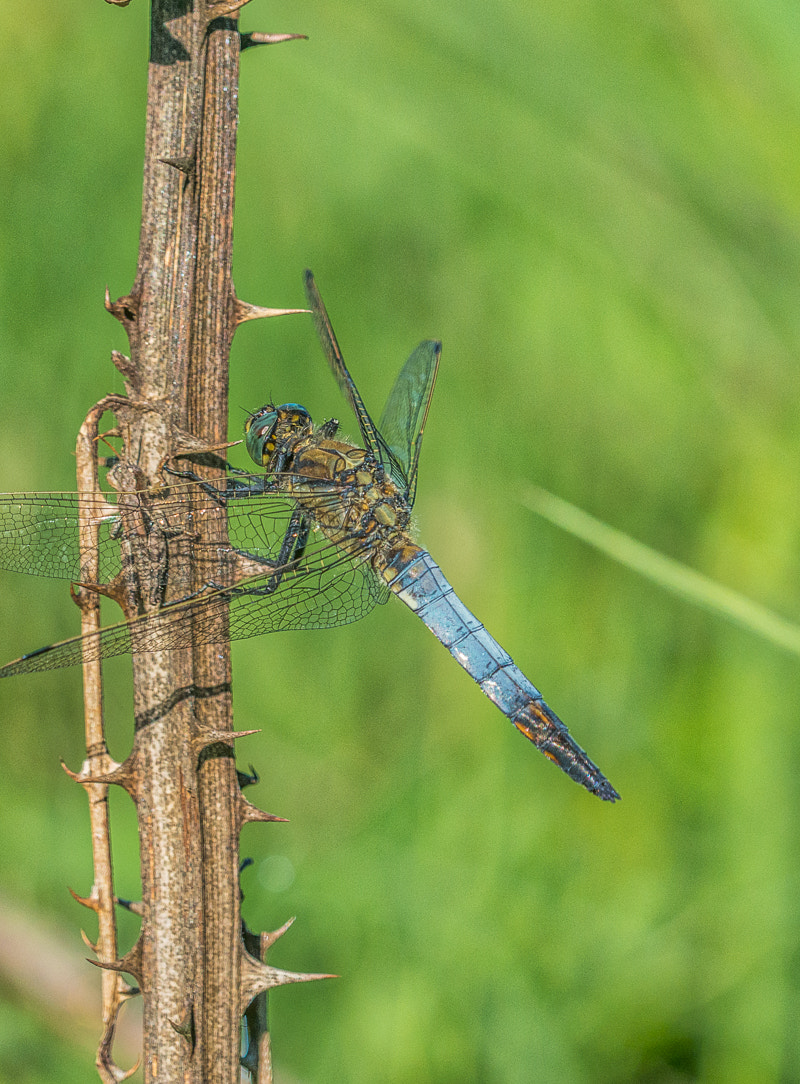 Sigma 150mm F2.8 EX DG OS Macro HSM sample photo. Libellule photography