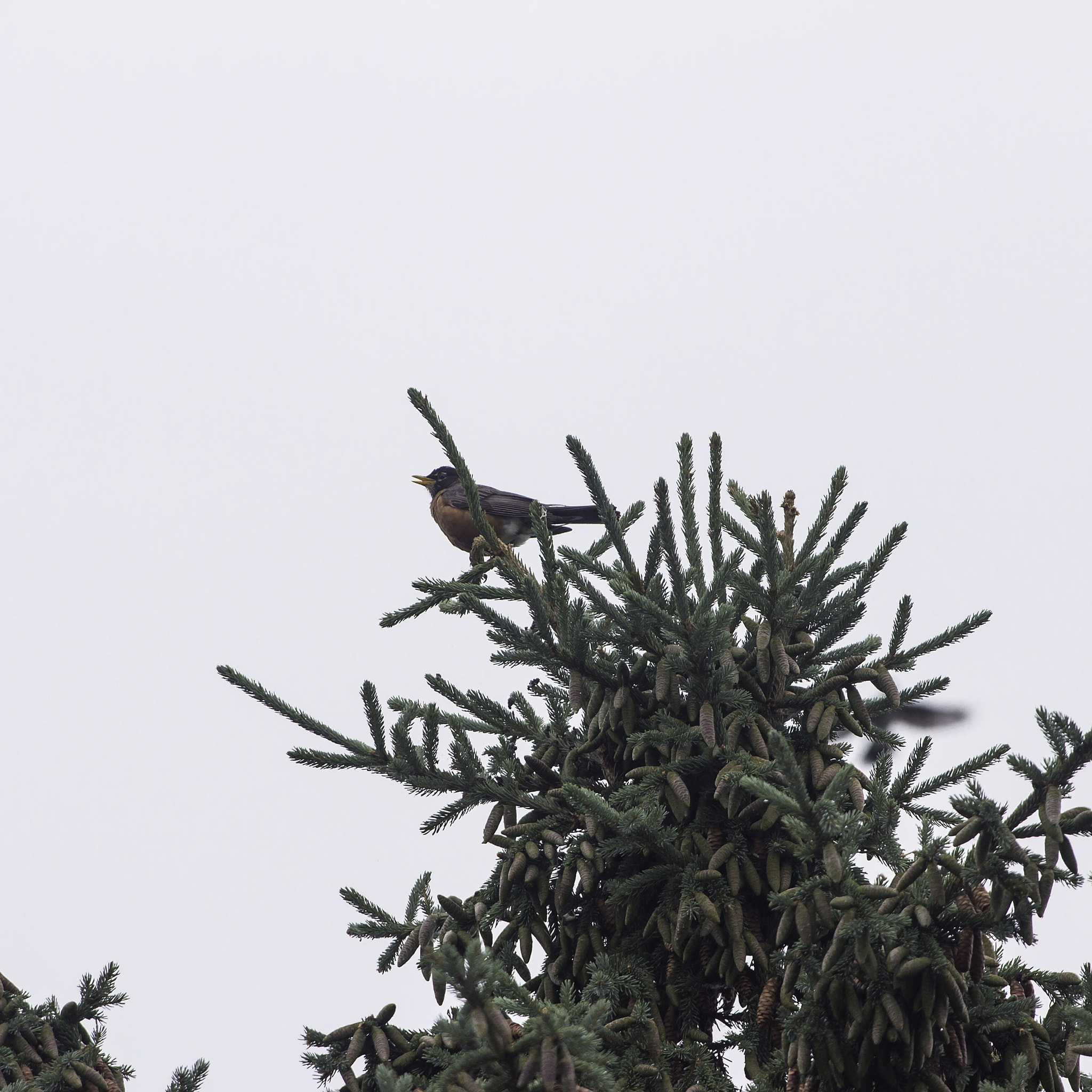 Canon EF 28-80mm f/3.5-5.6 sample photo. Robin in spruce tree photography