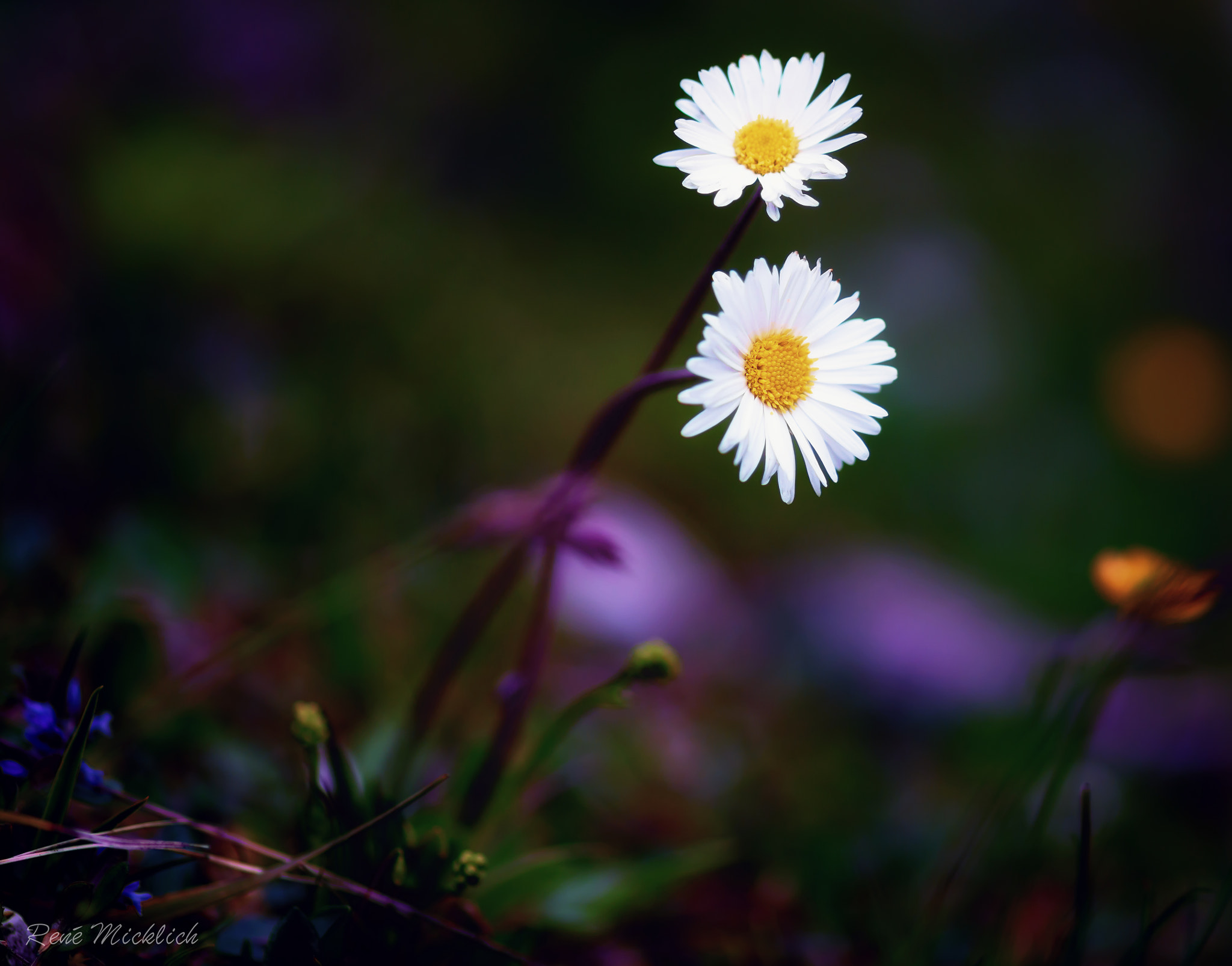 Nikon D810 + ZEISS Makro-Planar T* 100mm F2 sample photo. Hugging daisies photography