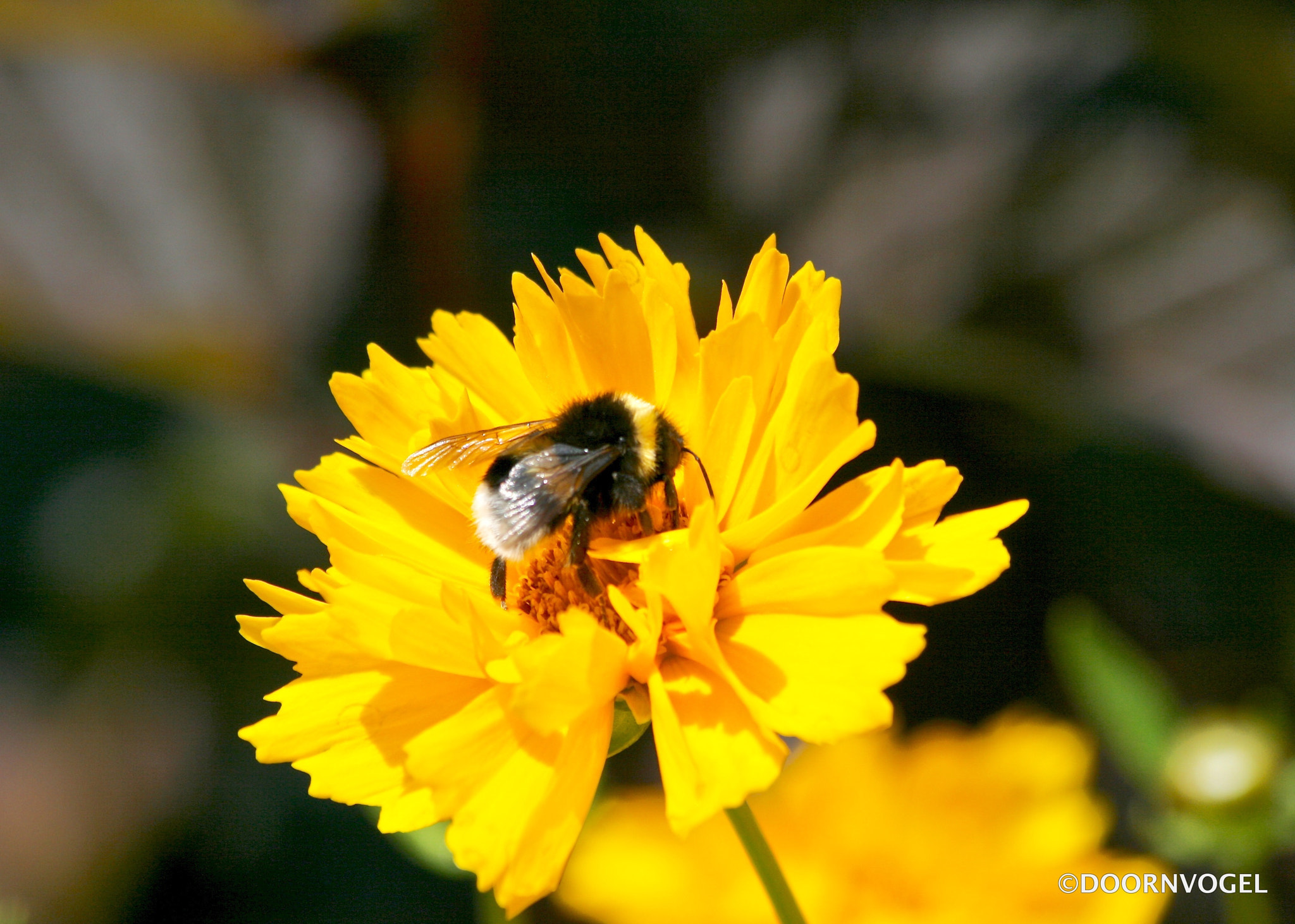 Canon EF 70-300mm F4-5.6 IS USM sample photo. Hmmm... honey! photography