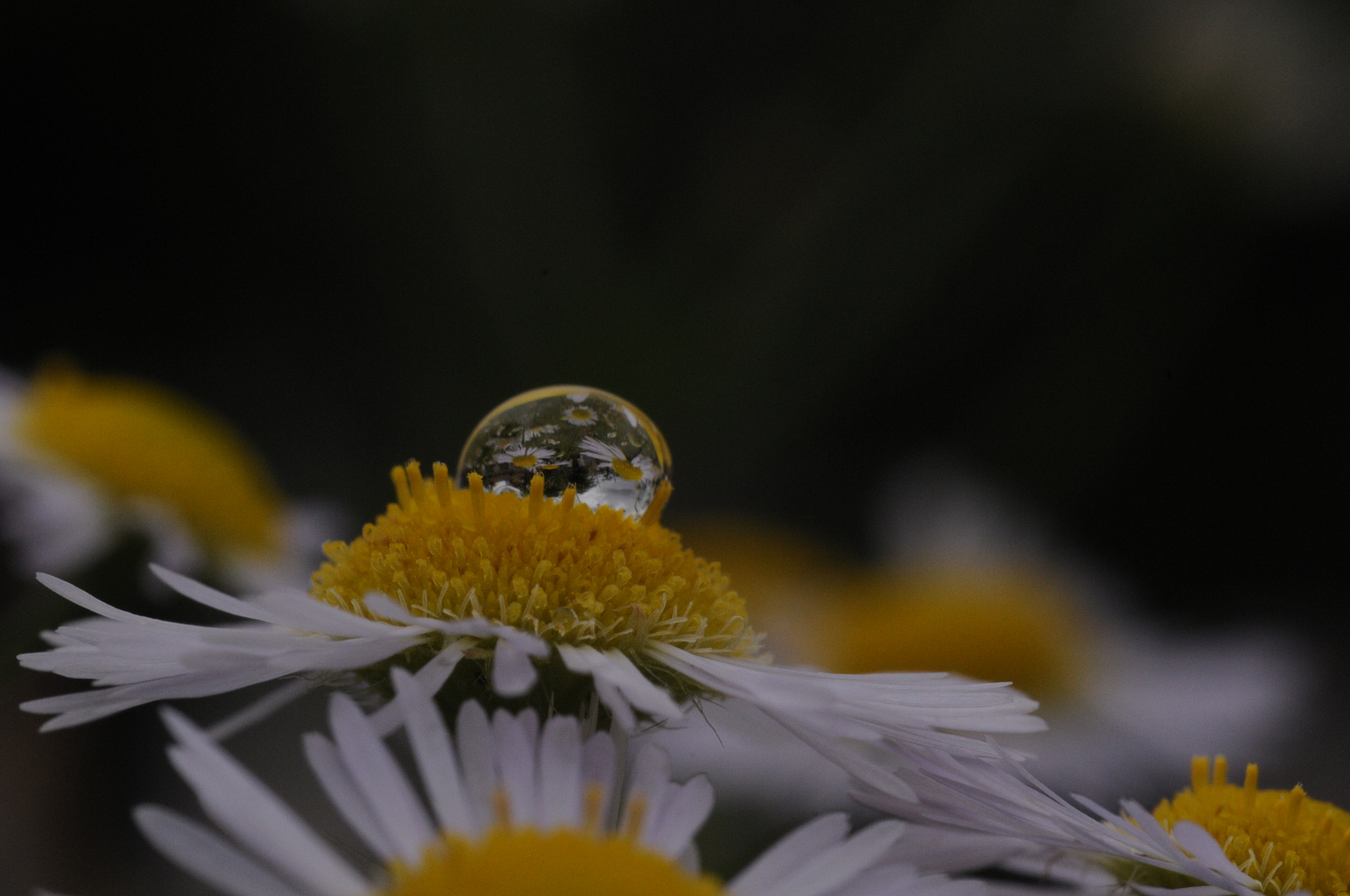 Nikon D300S + AF Micro-Nikkor 60mm f/2.8 sample photo. Water_drops photo   photography