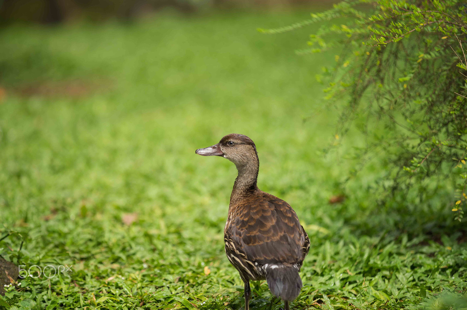 Canon EF 70-200mm F2.8L IS II USM sample photo. Tmii tmnburung photography