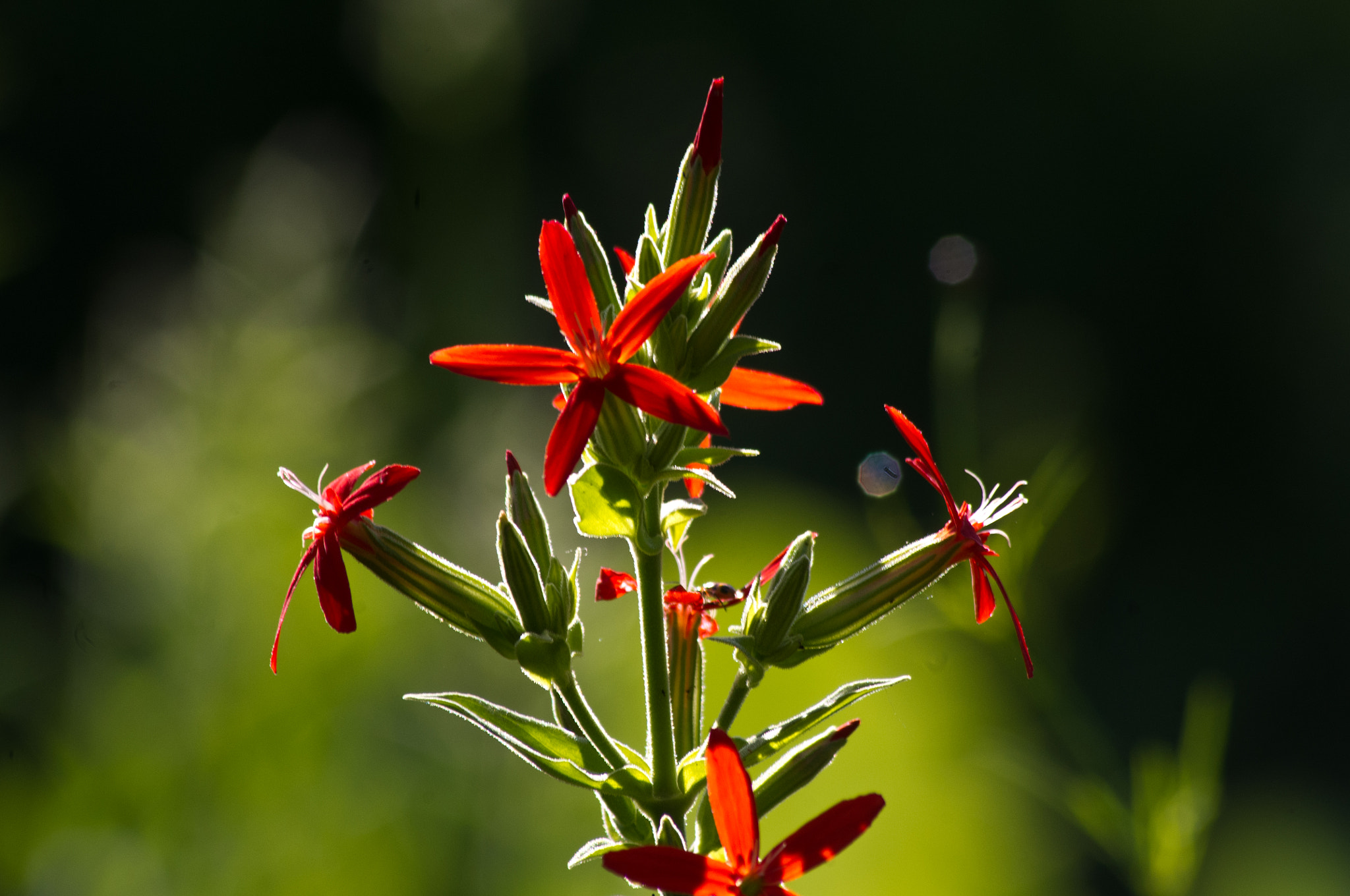 Pentax K-x + Sigma sample photo. Star red photography