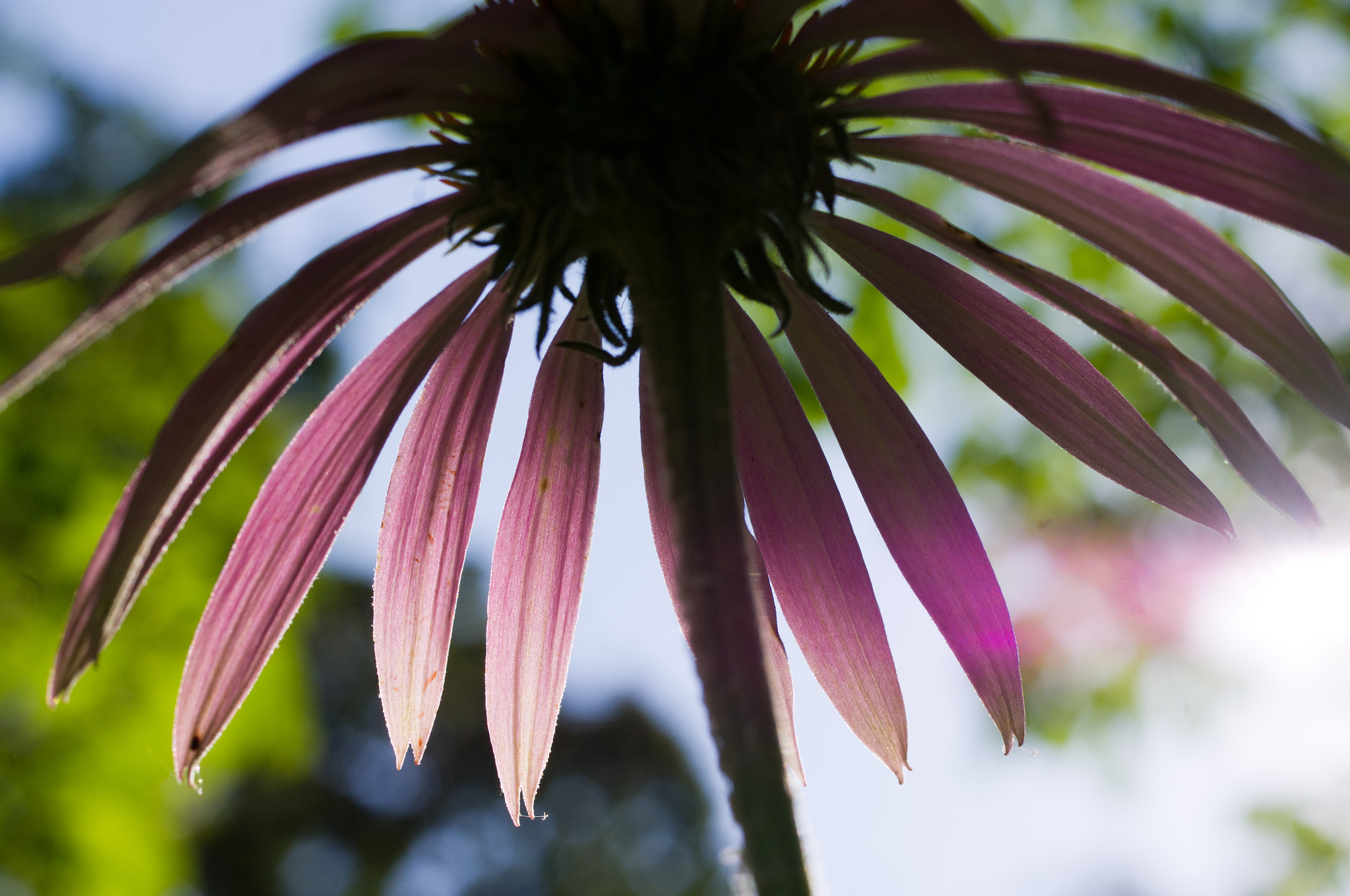 Pentax smc D-FA 50mm F2.8 Macro sample photo. From down low photography