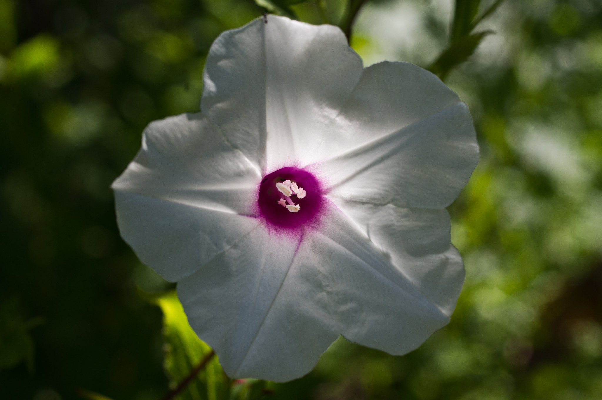 Pentax K-x + Pentax smc D-FA 50mm F2.8 Macro sample photo. White star photography