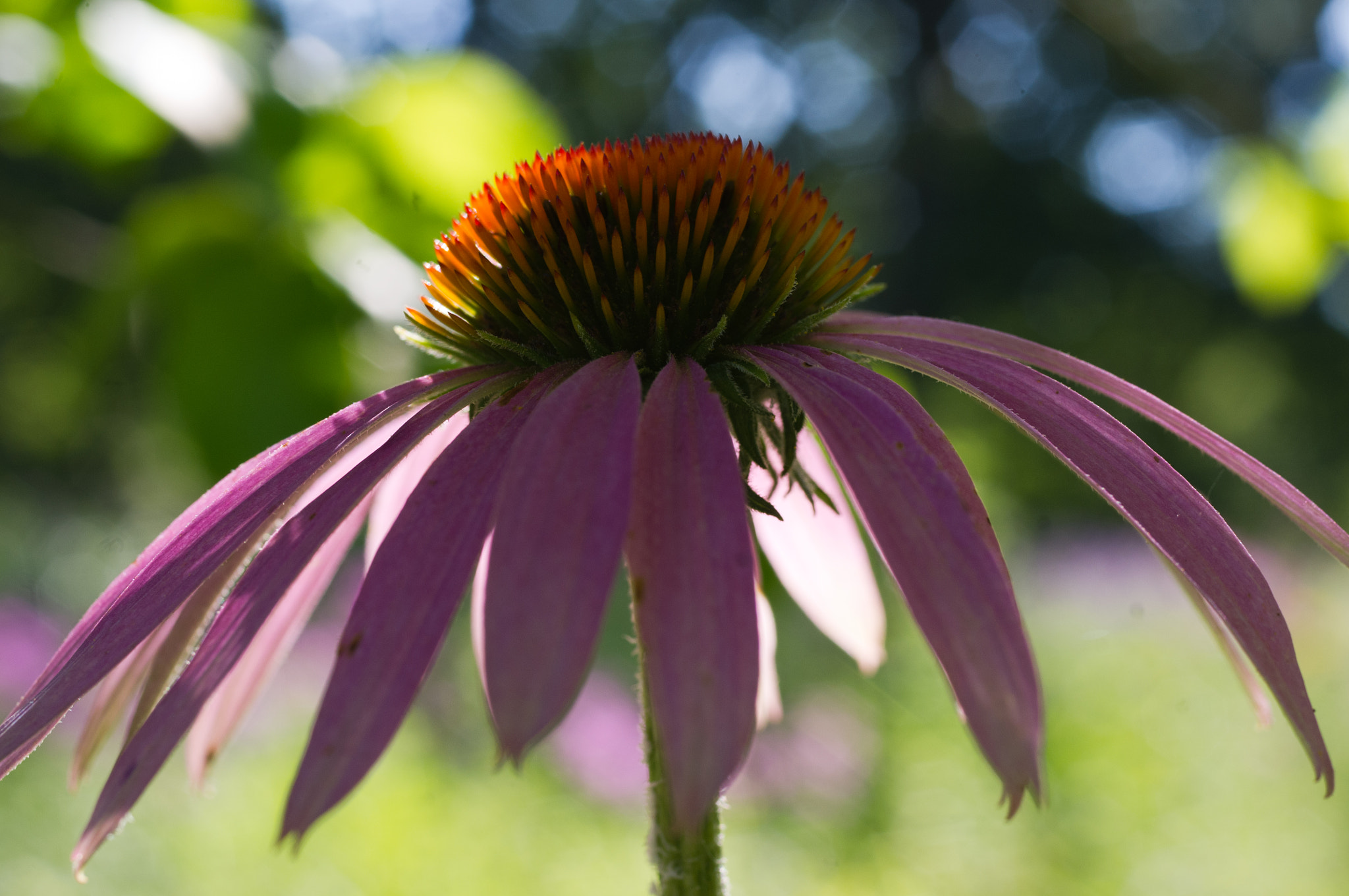 Pentax K-x sample photo. Orange crown photography