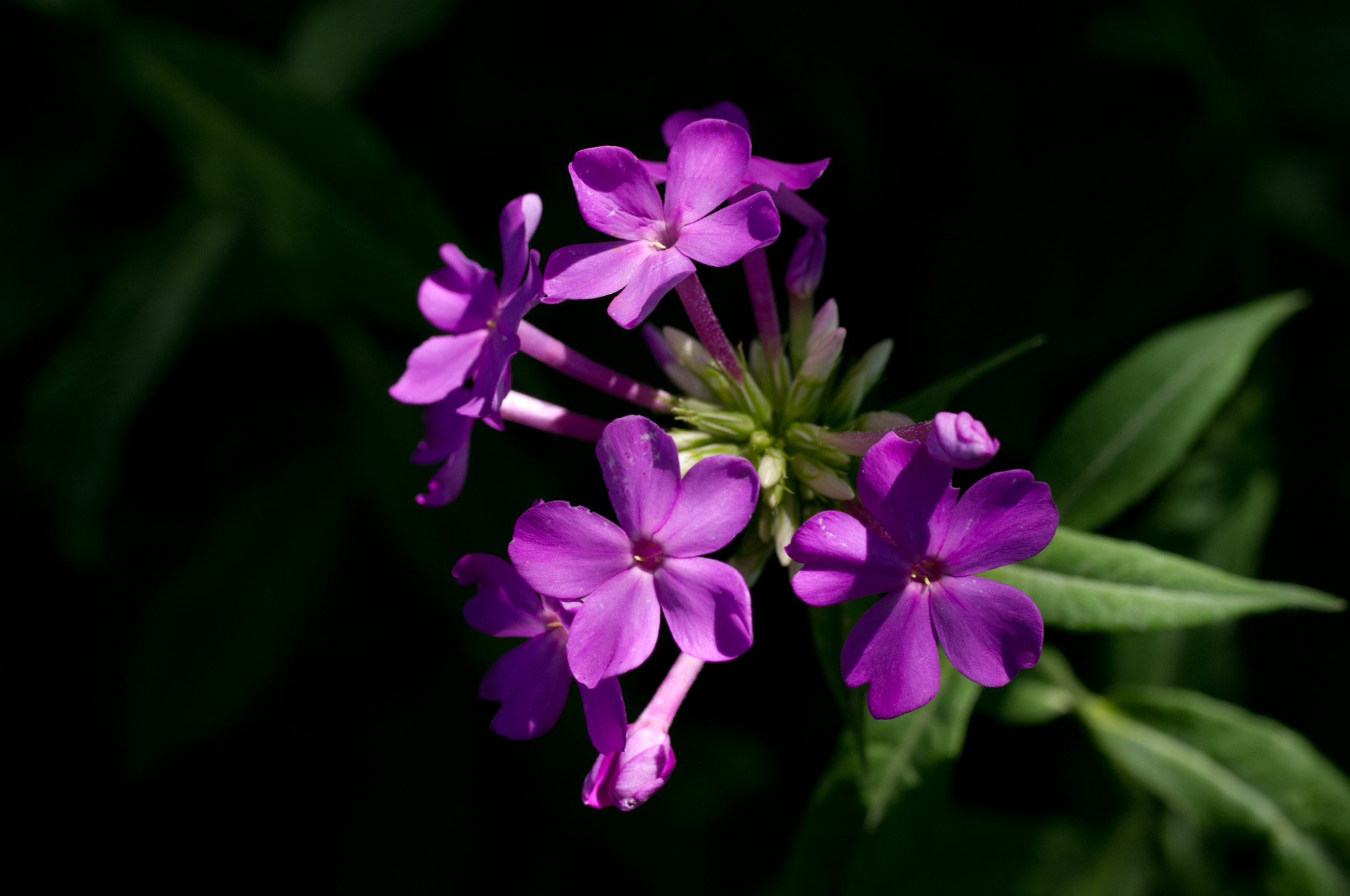 Pentax K-x + Pentax smc D-FA 50mm F2.8 Macro sample photo. Blue phlox wildflowers photography