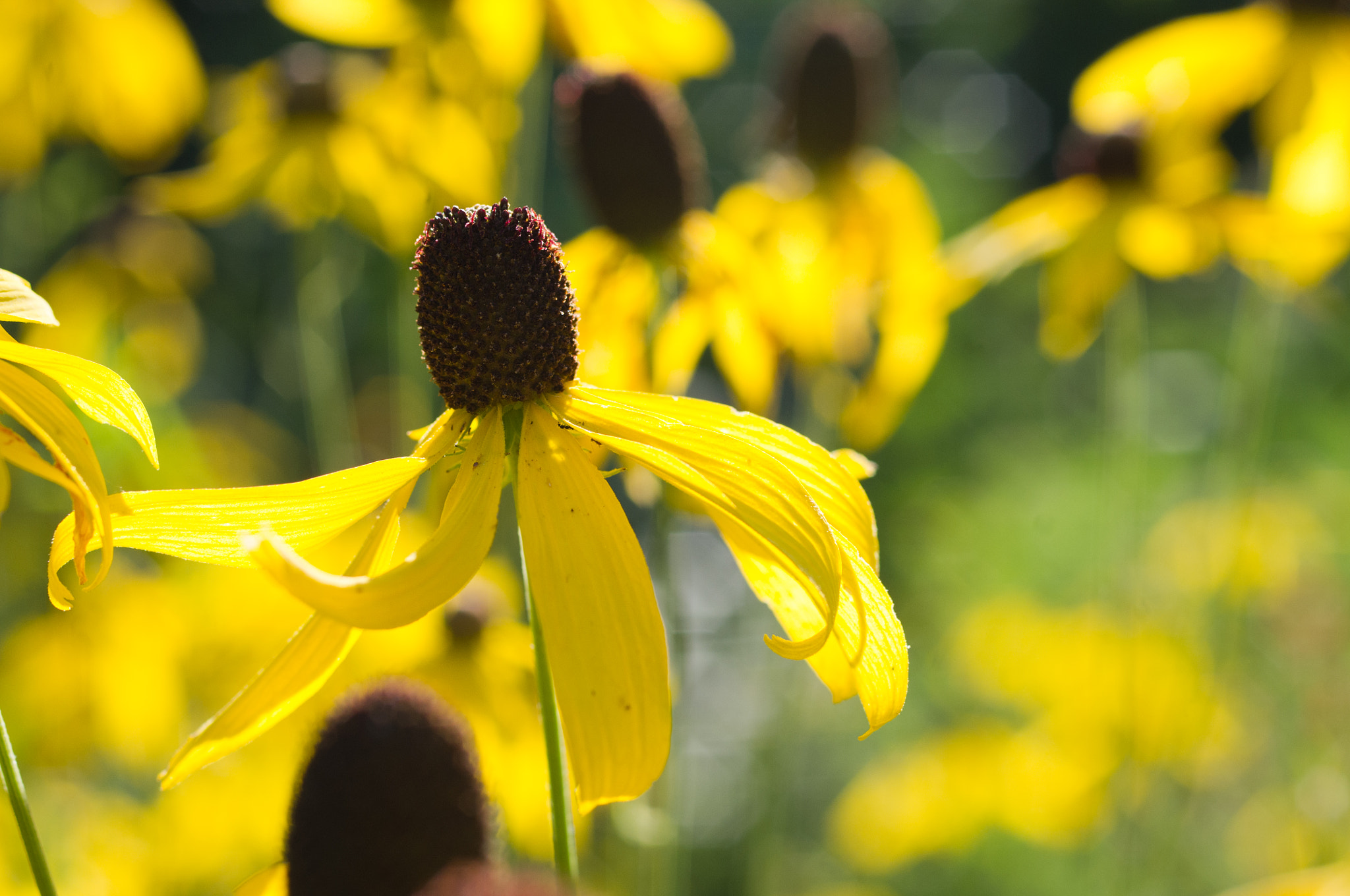 Pentax smc D-FA 50mm F2.8 Macro sample photo. A field of yellow photography