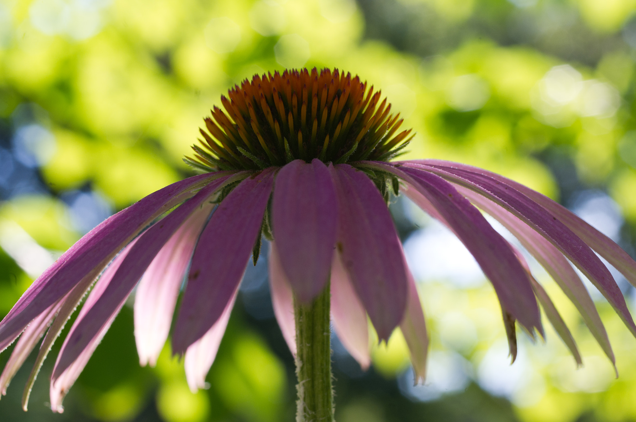 Pentax smc D-FA 50mm F2.8 Macro sample photo. An umbrella of petals photography