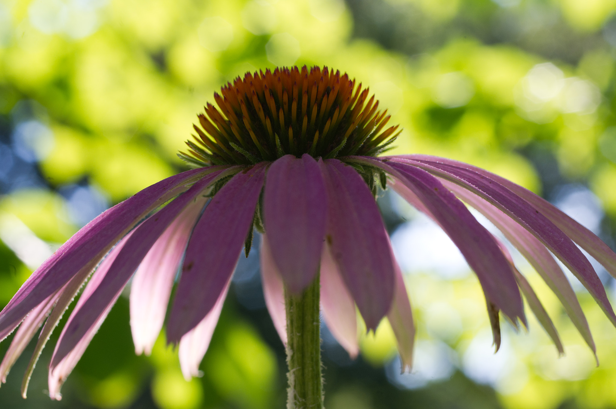 Pentax K-x sample photo. An umbrella of petals photography