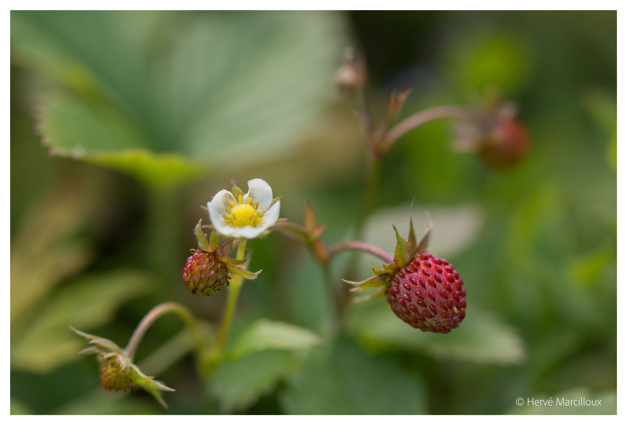 Sony SLT-A77 + 105mm F2.8 sample photo. Smultron photography
