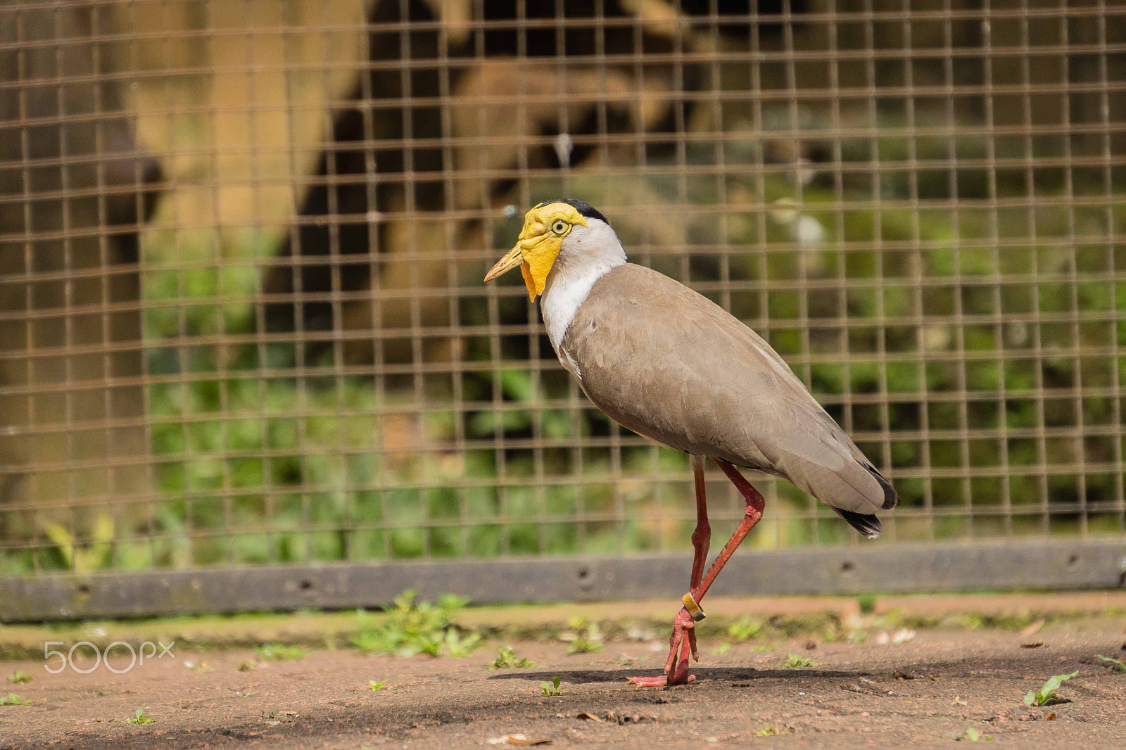 Sony E 18-200mm F3.5-6.3 OSS LE sample photo. Tmii tmnburung photography