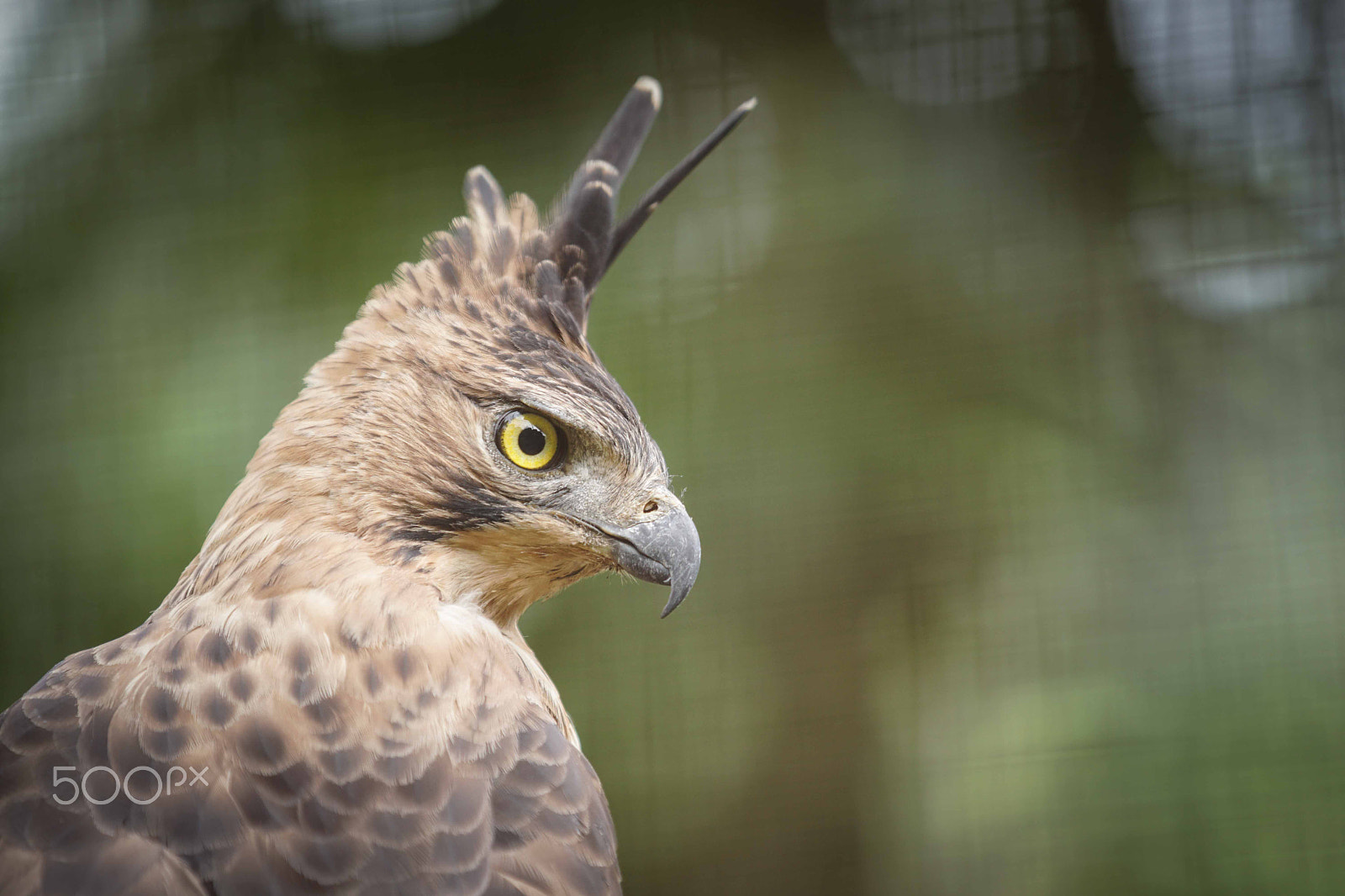 70-200mm F2.8 G SSM OSS II sample photo. Tmii tmnburung photography