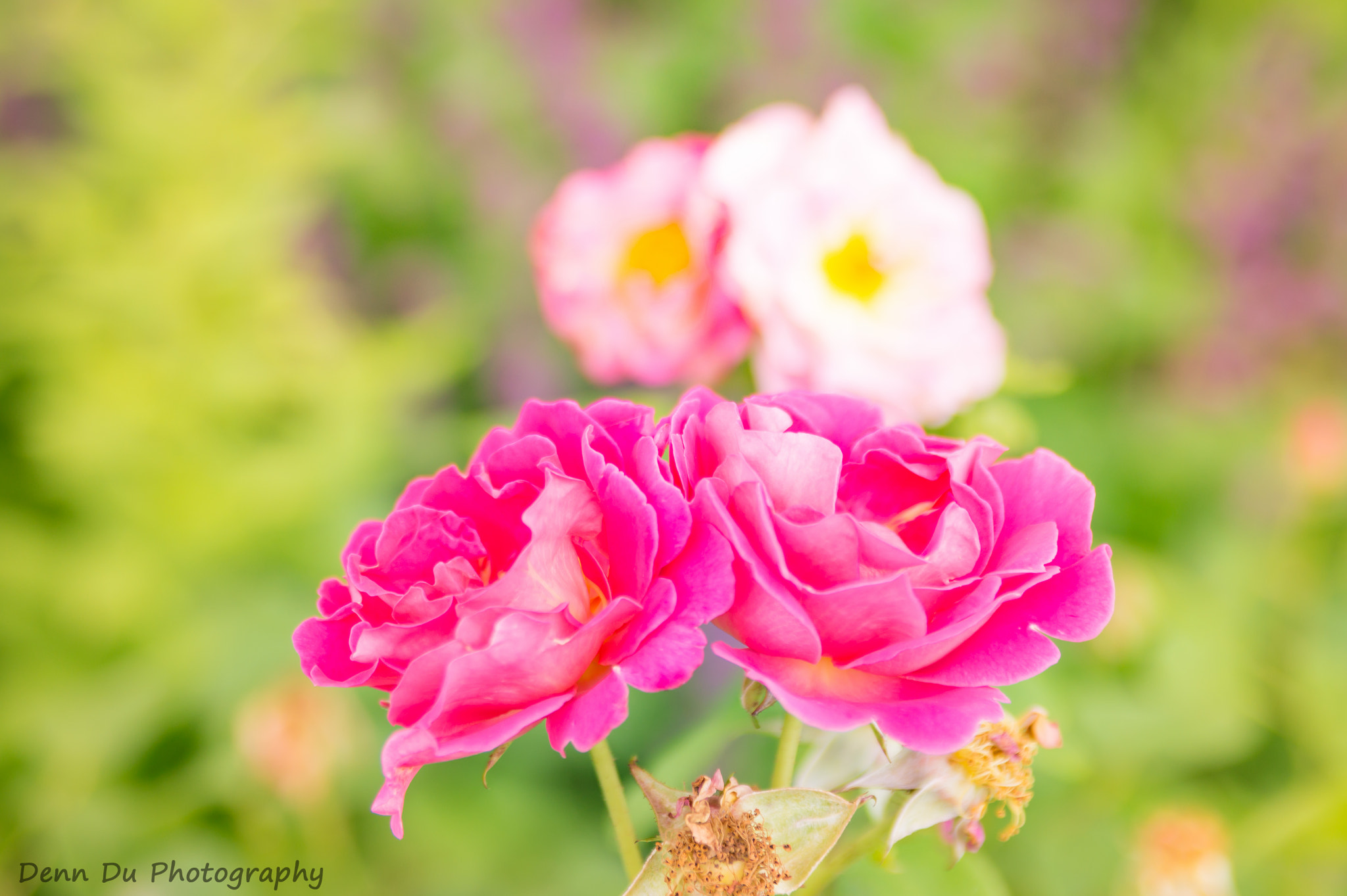Sony SLT-A58 sample photo. Botanischer garten in ulm photography