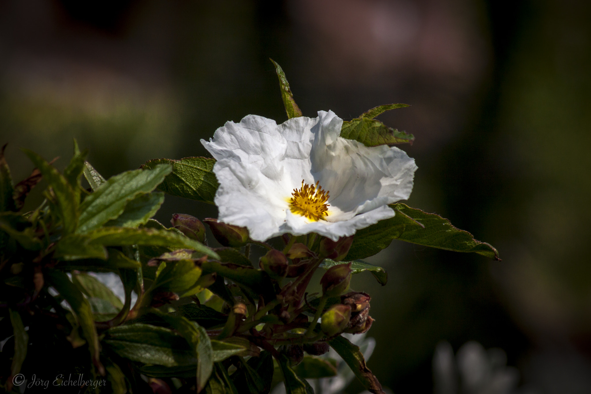 Canon EOS 50D + Canon EF 75-300mm F4.0-5.6 IS USM sample photo. Wild rose photography
