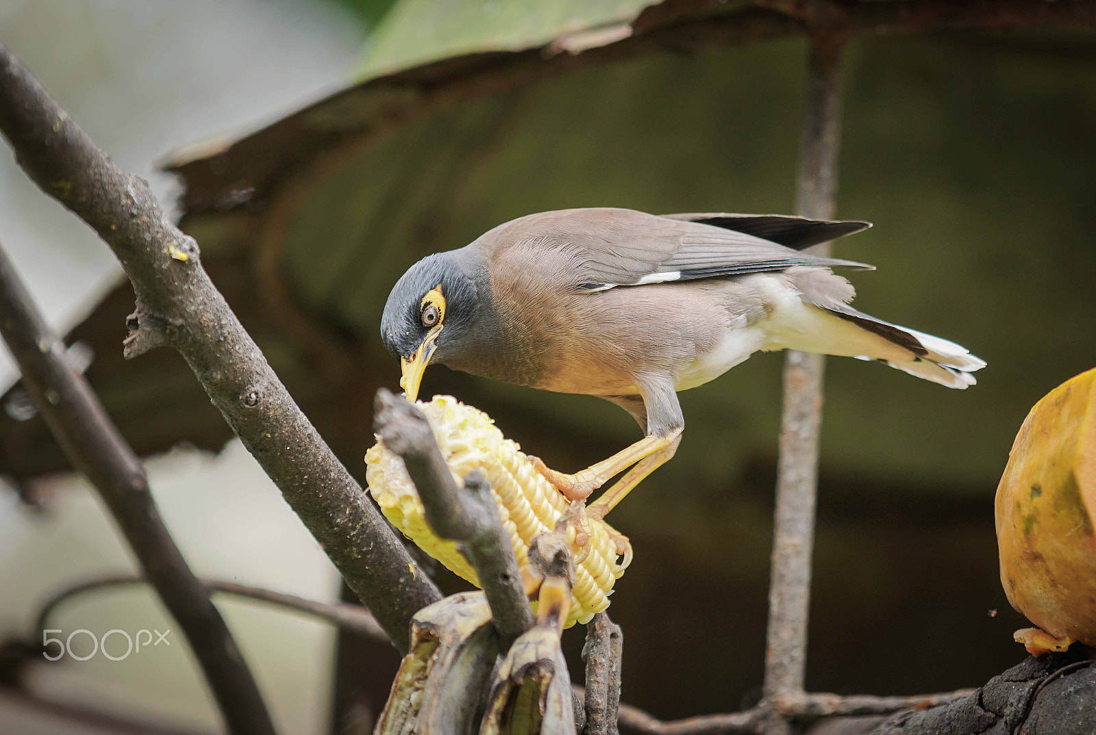 70-200mm F2.8 G SSM OSS II sample photo. Tmii tmnburung photography