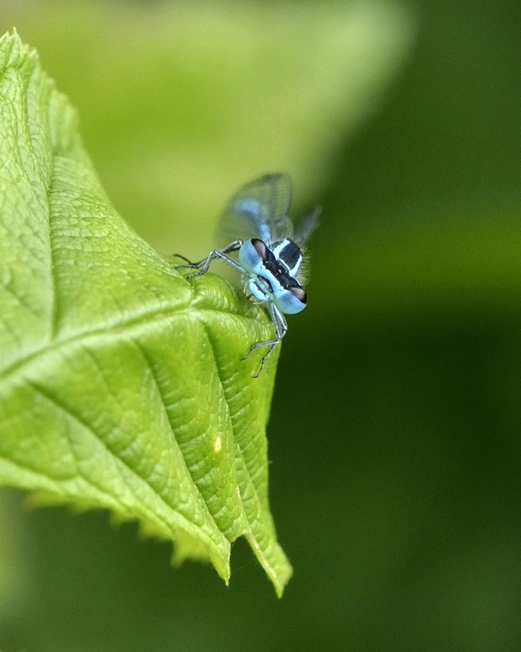 Nikon AF-S DX Micro-Nikkor 85mm F3.5G ED VR sample photo. Blue eyes photography