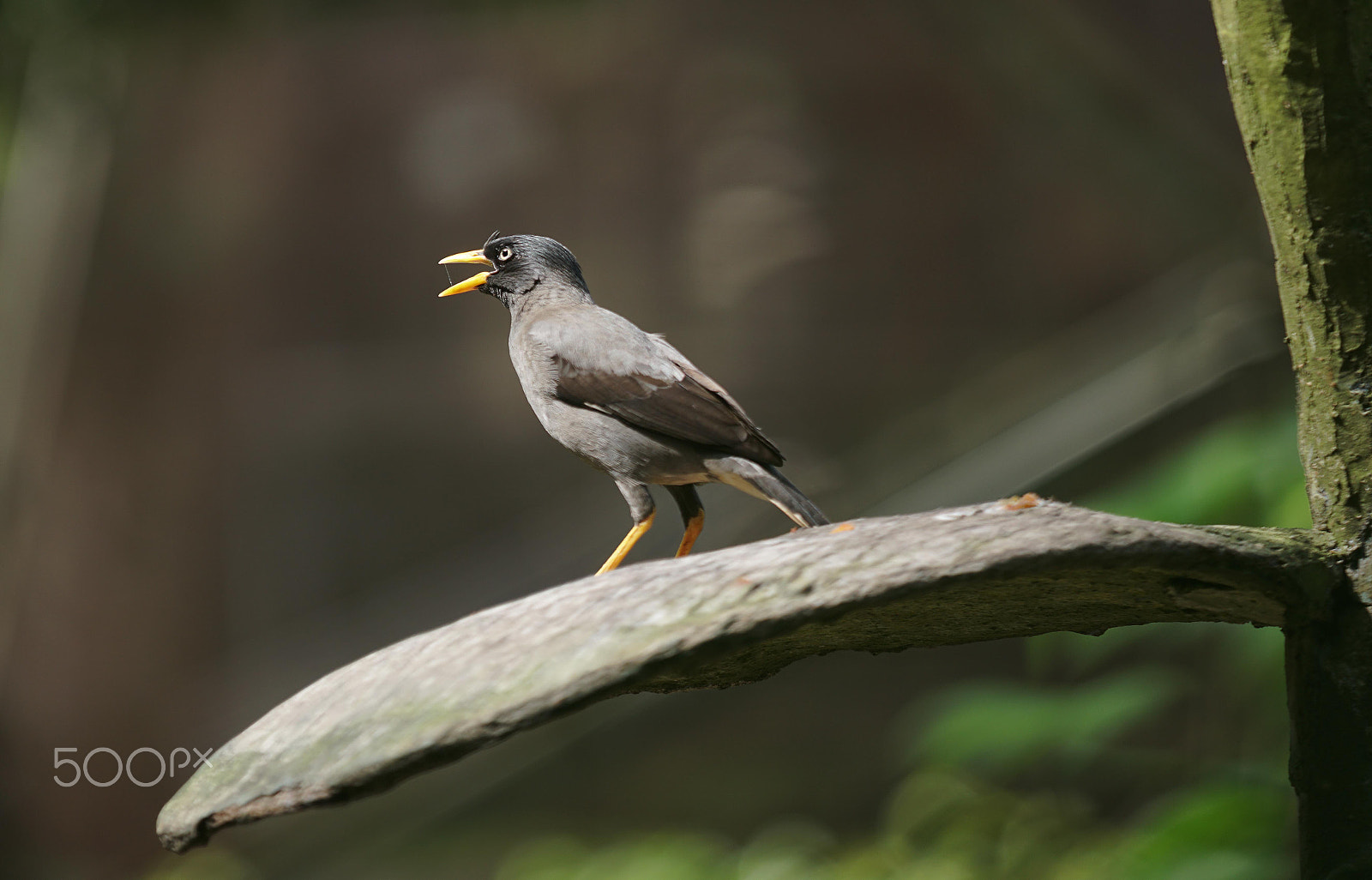 70-200mm F2.8 G SSM OSS II sample photo. Tmii tmnburung photography