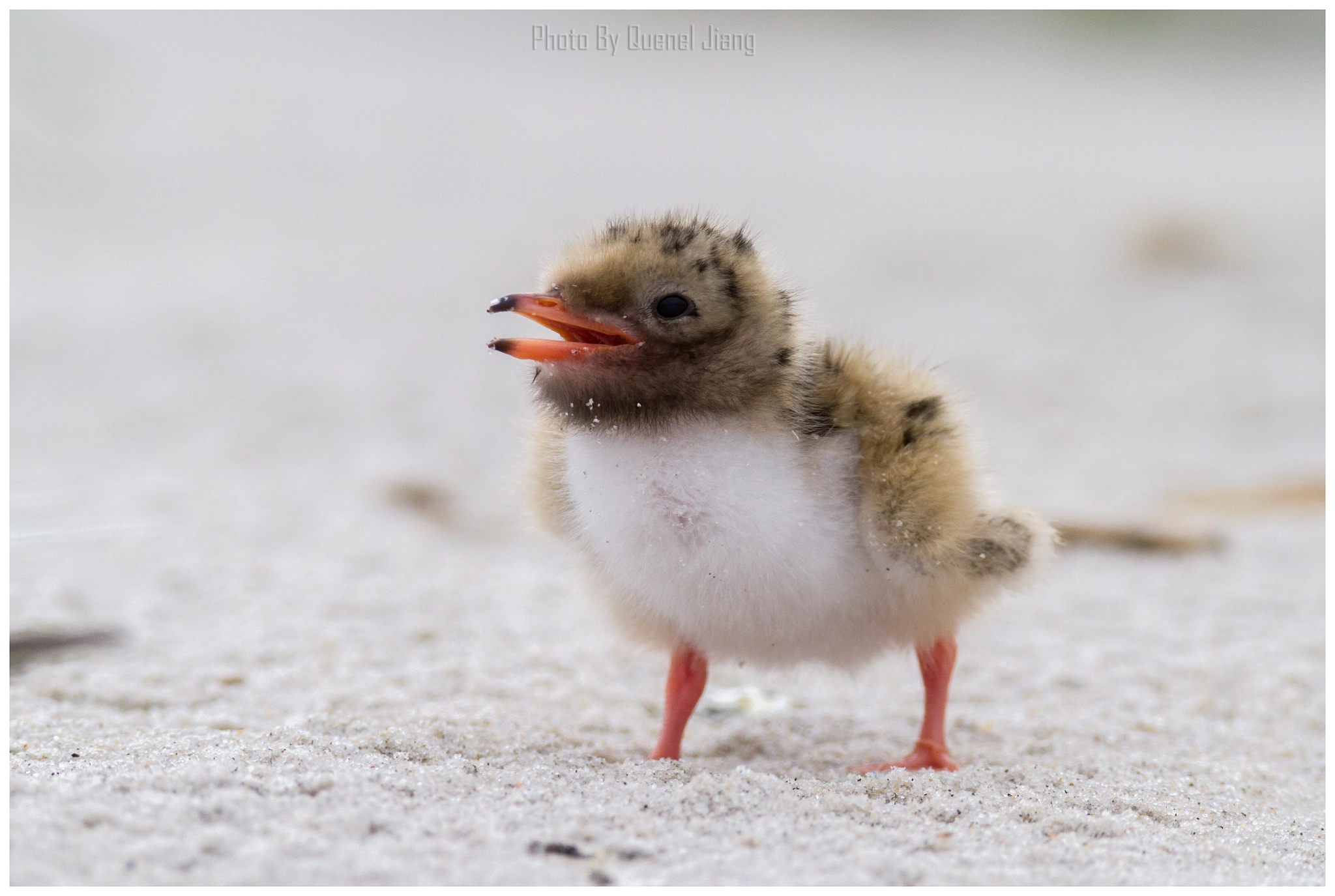 Canon EF 600mm F4L IS USM sample photo. Lovely baby photography