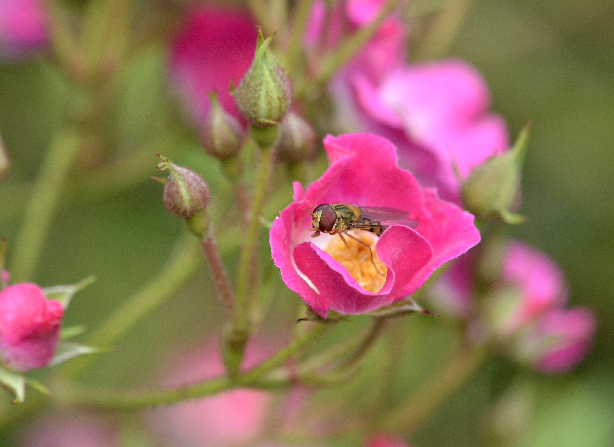 Nikon AF-S DX Micro-Nikkor 85mm F3.5G ED VR sample photo. Petit bonheur d'une mouche photography