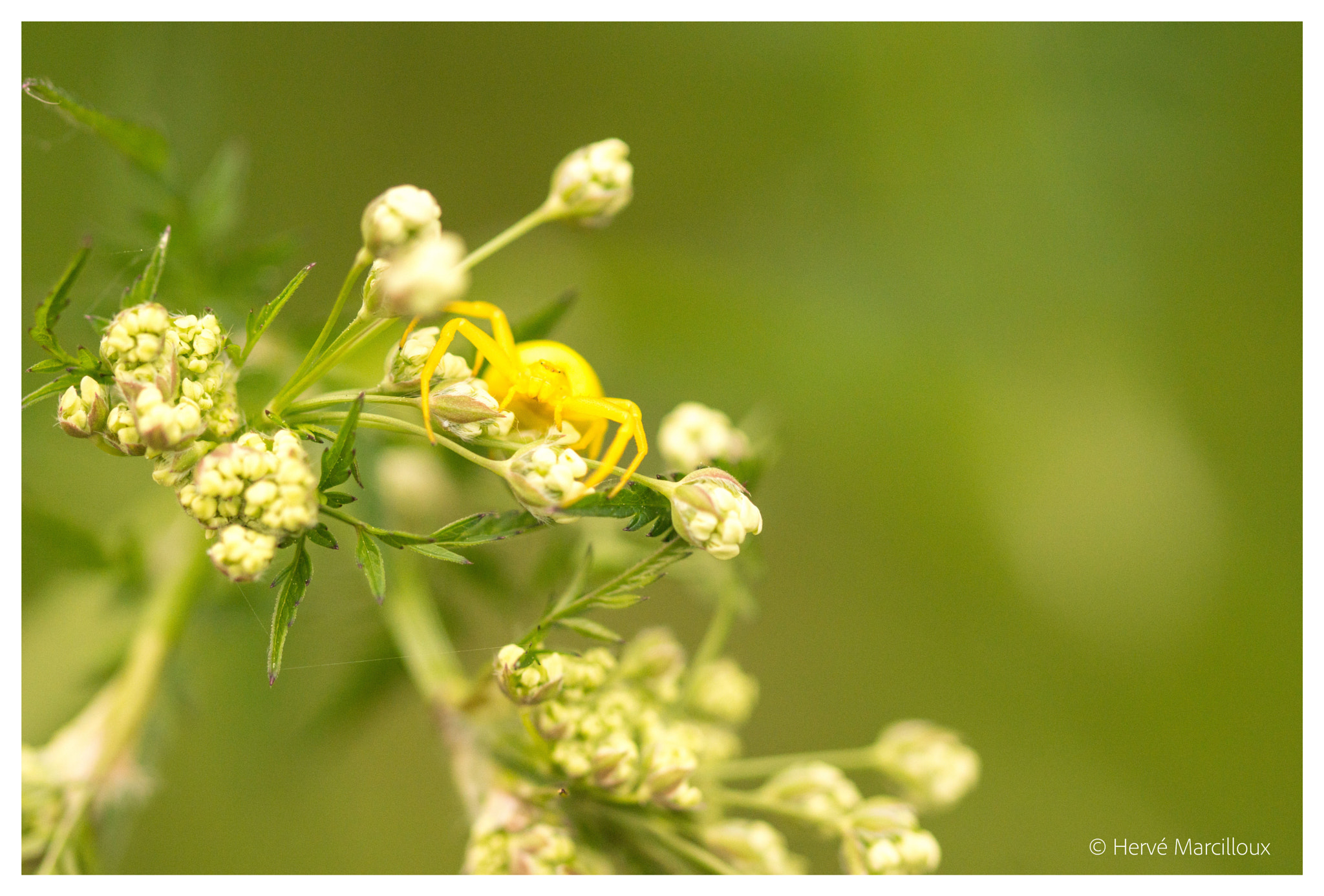 Sony SLT-A77 + 105mm F2.8 sample photo. Yellow spider photography
