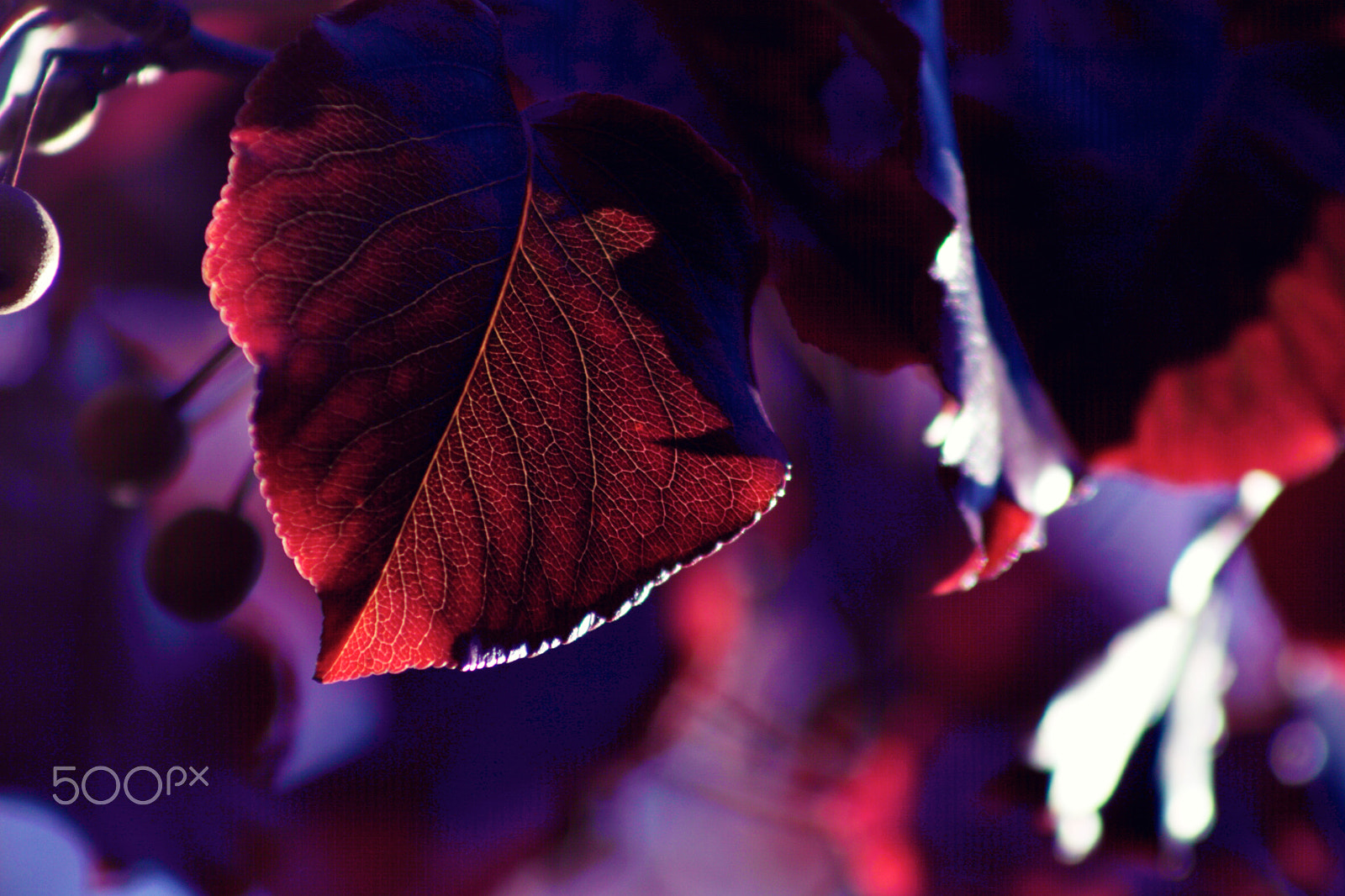 Canon EF 75-300mm f/4-5.6 USM sample photo. Redleaf photography