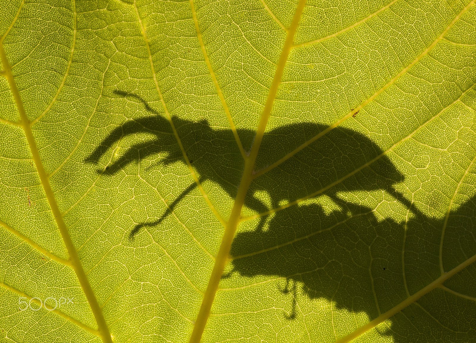 Panasonic Leica DG Macro-Elmarit 45mm F2.8 ASPH OIS sample photo. Stag beetle photography