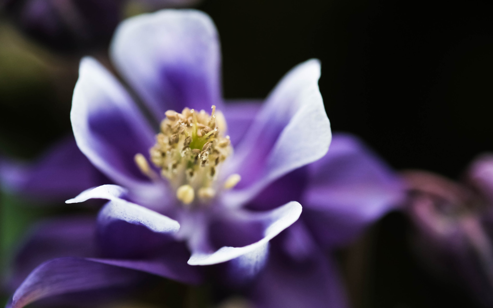 Fujifilm X-Pro2 + Fujifilm XF 60mm F2.4 R Macro sample photo. Eveil de printemps photography