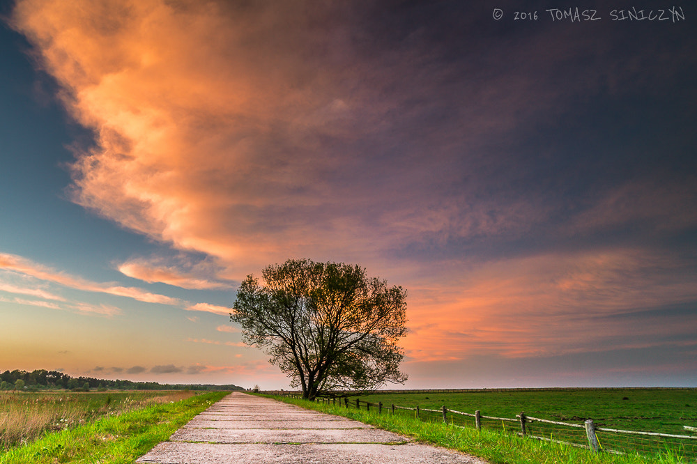 Samsung NX11 + Samsung NX 12-24mm F4-5.6 ED sample photo. Tree photography