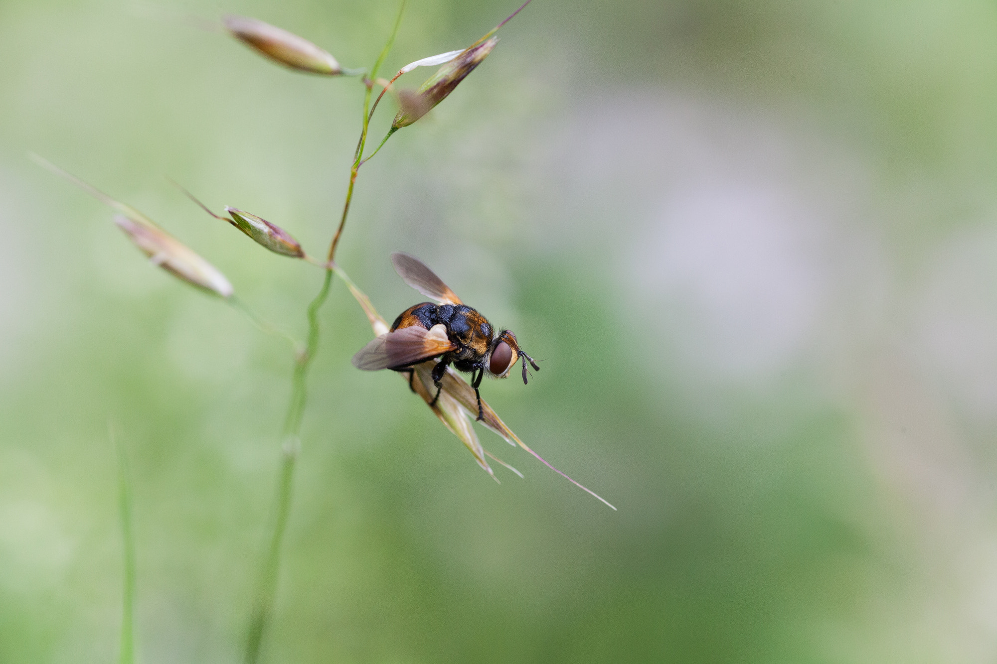 Canon EOS 5D Mark II + Tamron SP AF 90mm F2.8 Di Macro sample photo. The final trance photography