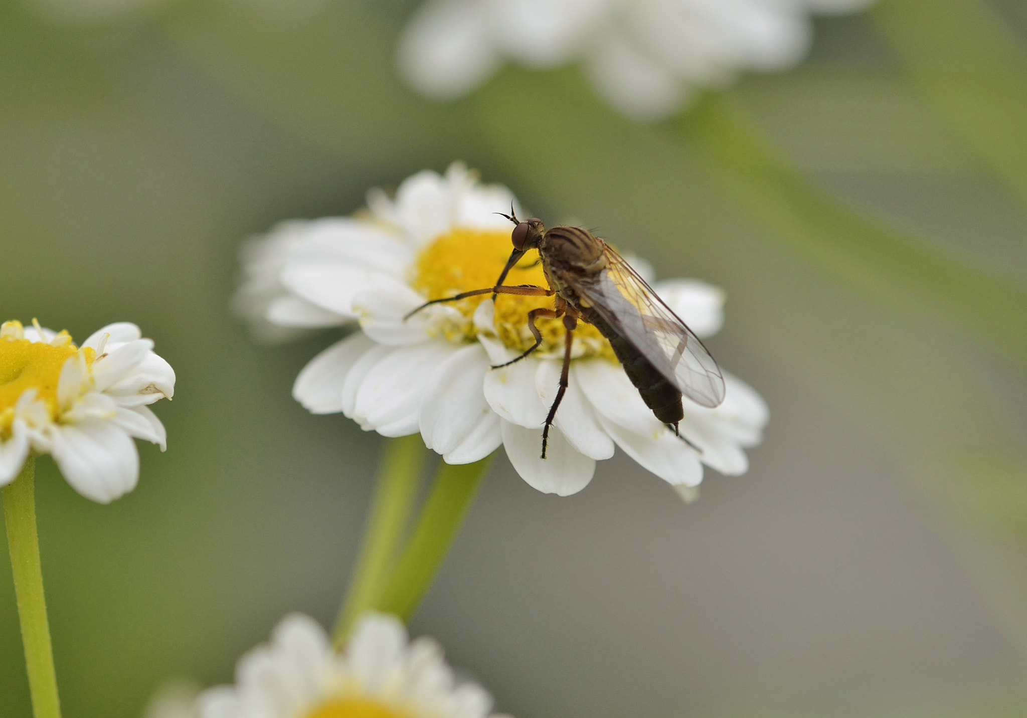 Nikon AF-S DX Micro-Nikkor 85mm F3.5G ED VR sample photo. Maltasard butine photography