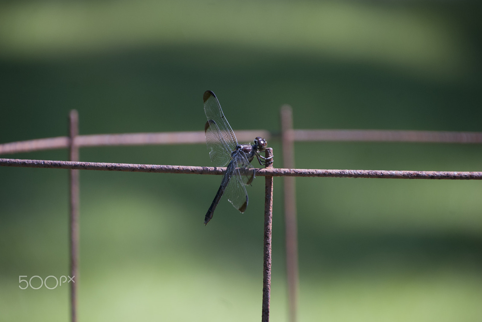 Nikon D40X sample photo. Dragonfly photography