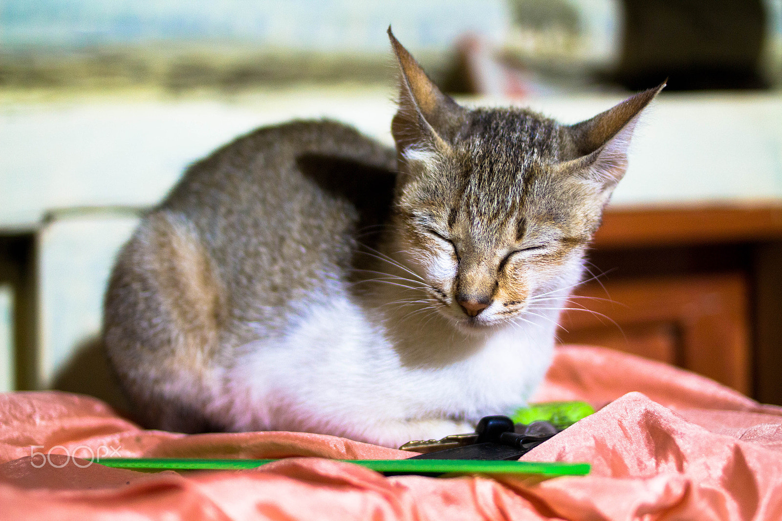 Canon EOS 700D (EOS Rebel T5i / EOS Kiss X7i) + Canon EF 35mm F2 sample photo. Cat photography