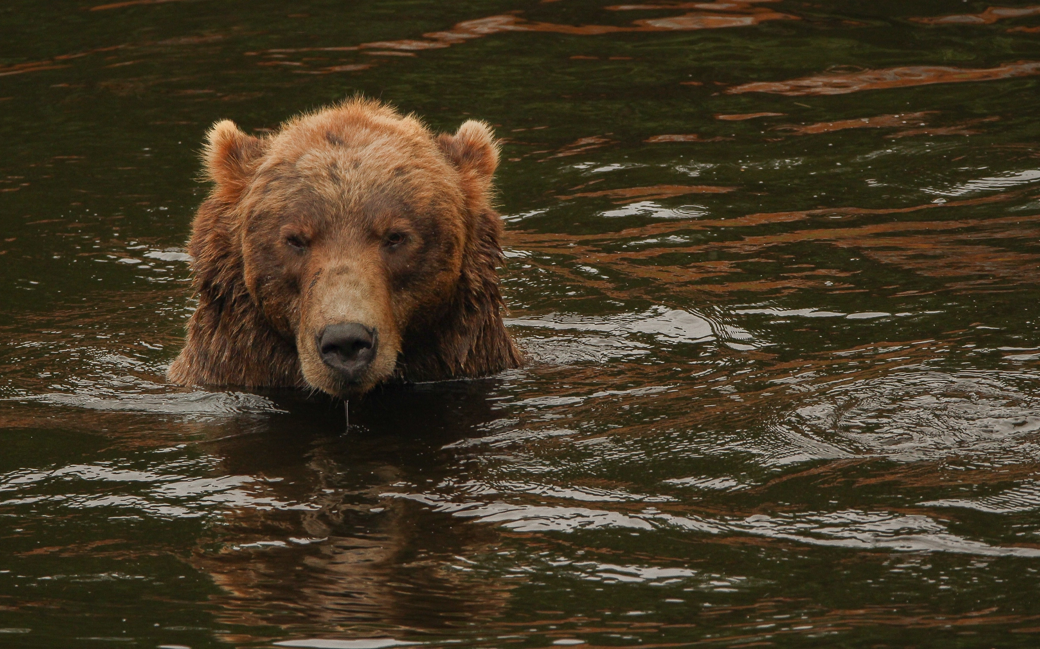 Canon EOS 100D (EOS Rebel SL1 / EOS Kiss X7) sample photo. Brown bear photography