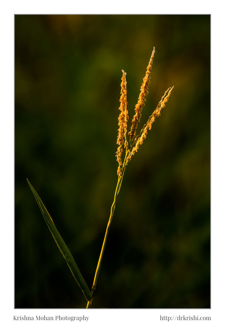 Canon EF 500mm F4L IS II USM sample photo. Maize tassel photography